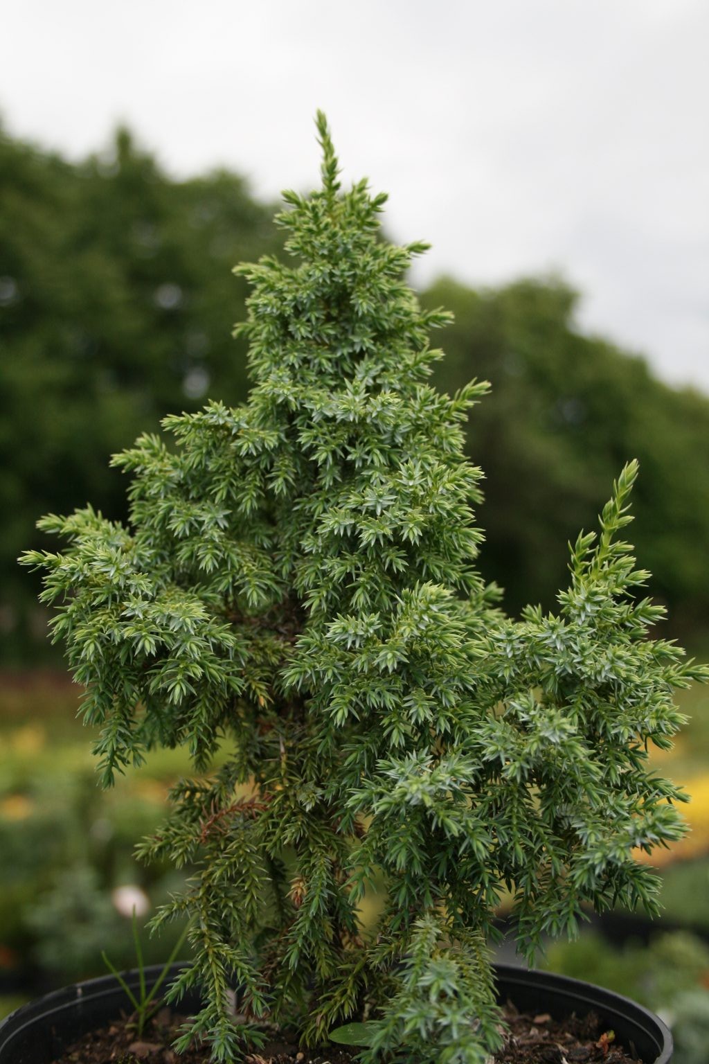 Jałowiec Pinga "Loderi" / Juniperus pingii "Loderi"