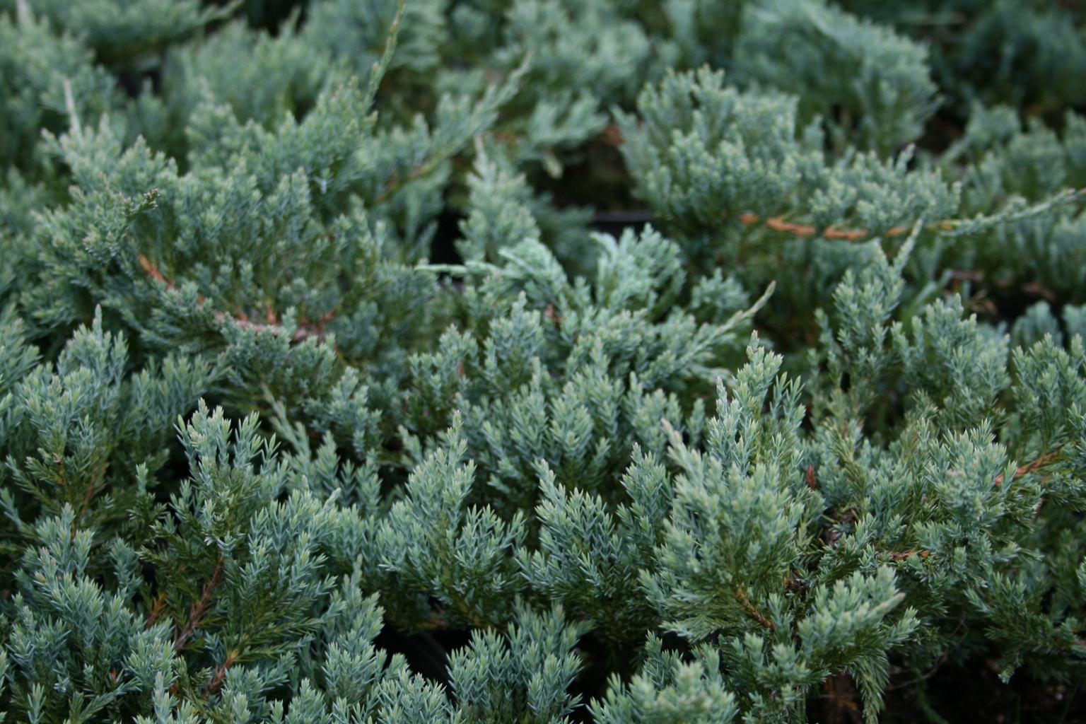 Jałowiec płożący "Blue Chip" / Juniperus horizontalis "Blue Chip"