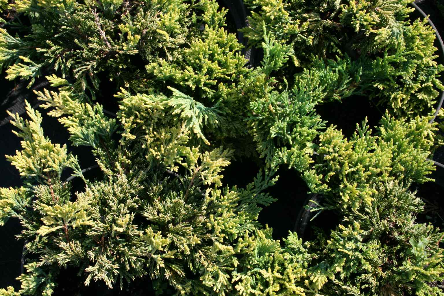 Jałowiec płożący "Golden Carpet" / Juniperus horizontalis "Golden Carpet"