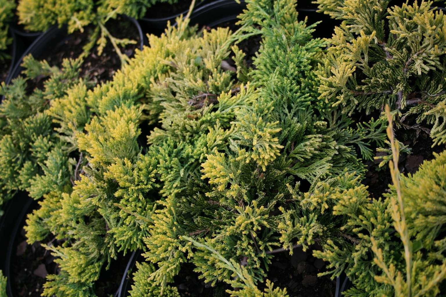 Jałowiec płożący "Golden Carpet" / Juniperus horizontalis "Golden Carpet"