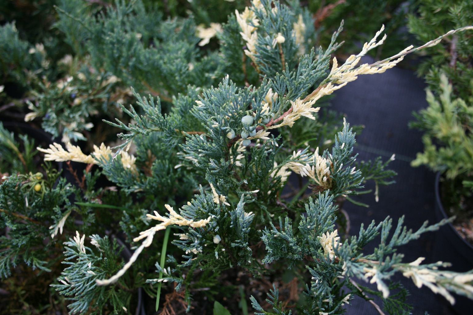Jałowiec płożący "Variegata" / Juniperus horizontalis "Variegata"