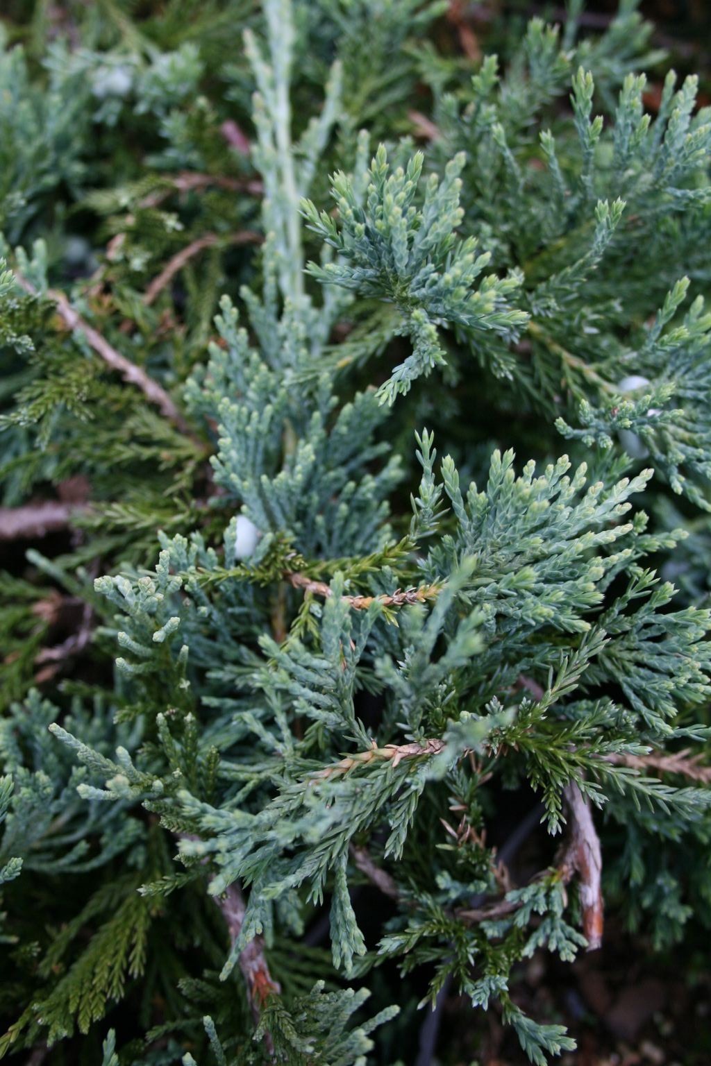 Jałowiec płożący "Wiltonii" / Juniperus horizontalis "Wiltonii"