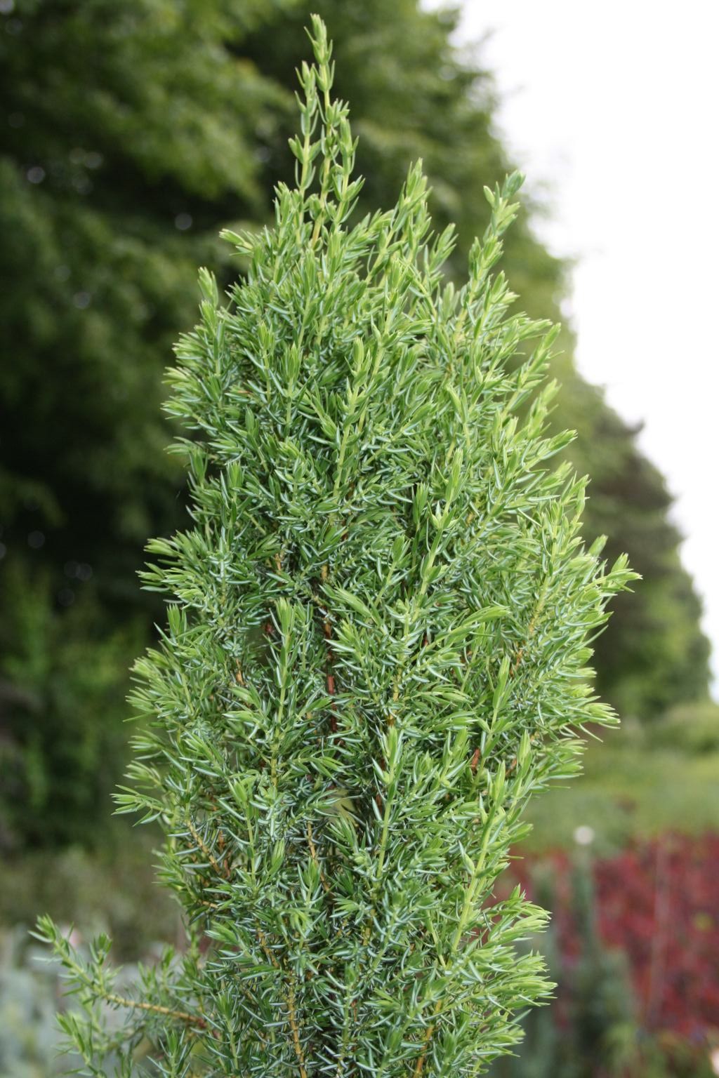 Jałowiec pospolity "Arnold" / Juniperus communis "Arnold"