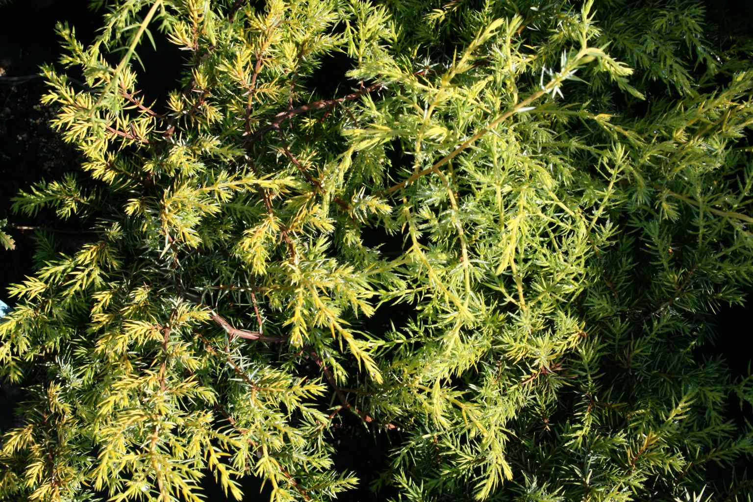 Jałowiec pospolity "Depressa Aurea" / Juniperus communis "Depressa Aurea"