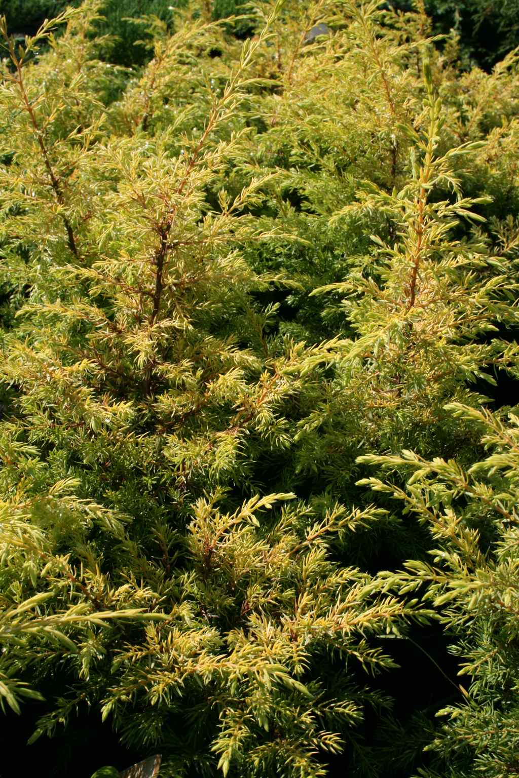 Jałowiec pospolity "Gold Cone" / Juniperus communis "Gold Cone"