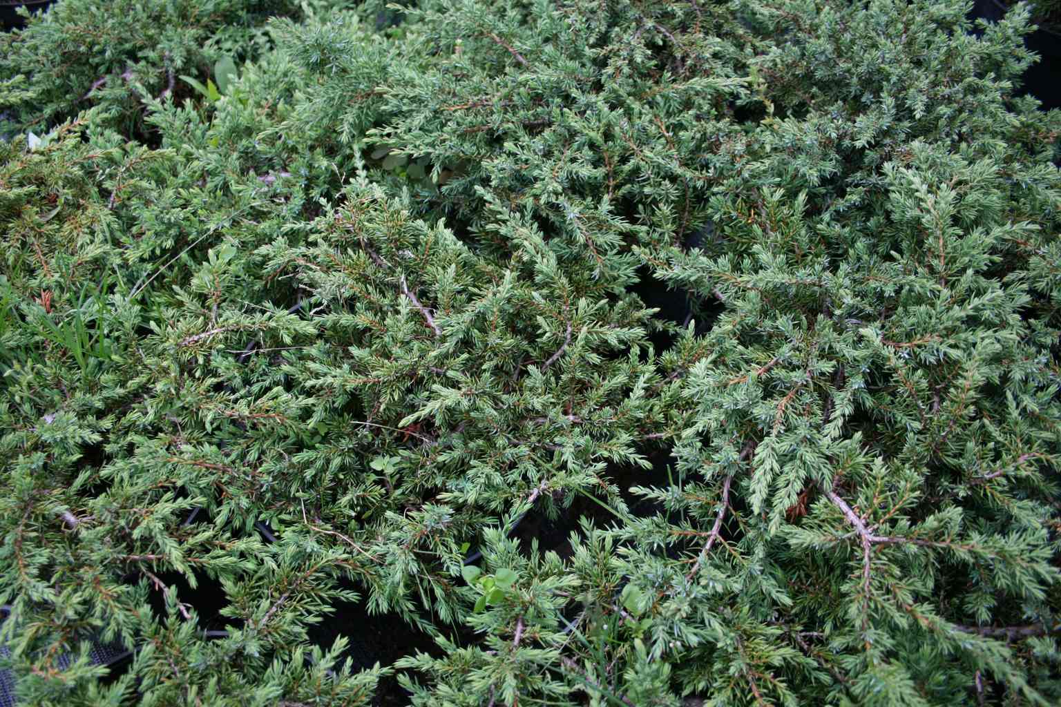 Jałowiec pospolity "Green Carpet" / Juniperus communis "Green Carpet"