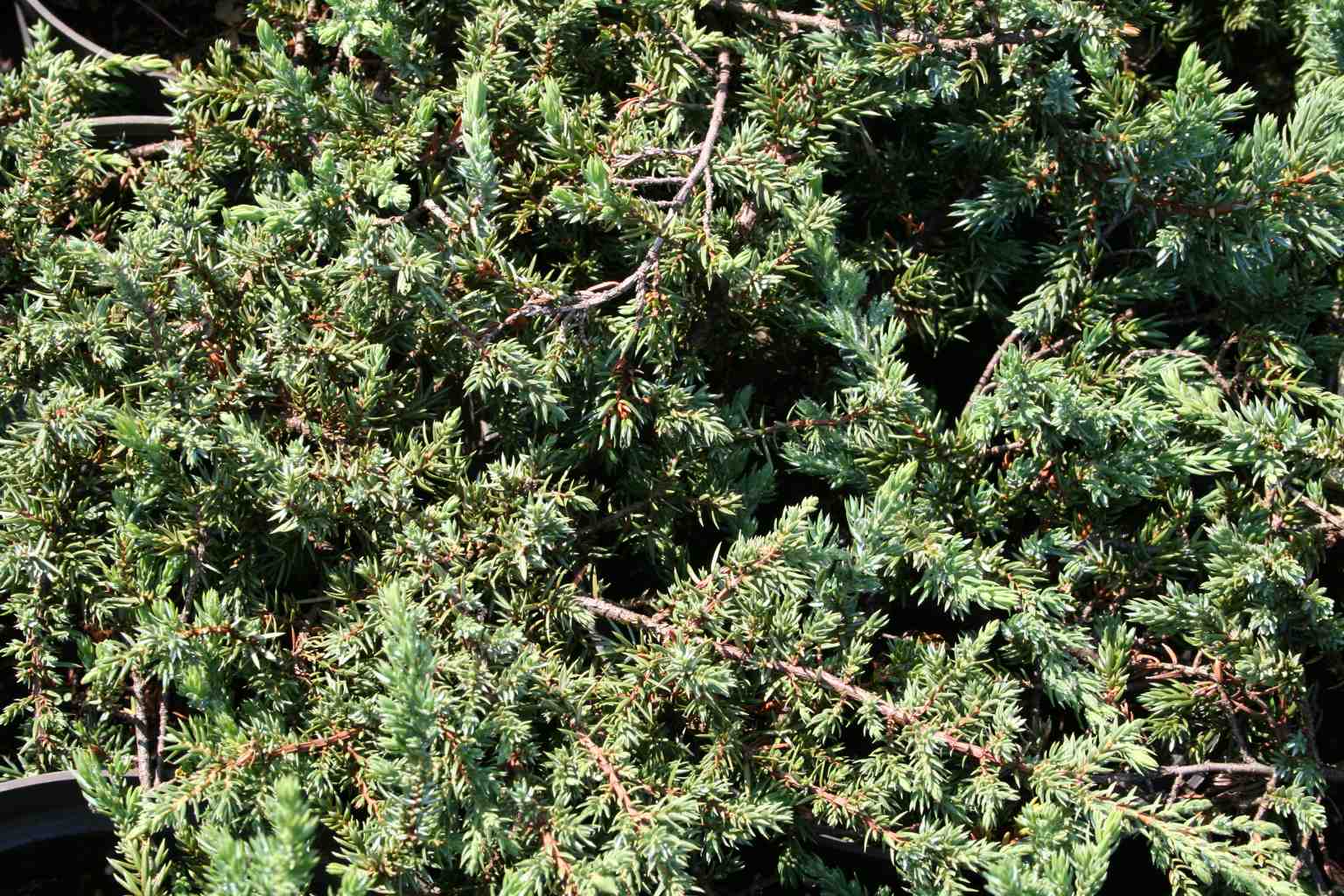 Jałowiec pospolity "Greenmantle" / Juniperus communis "Greenmantle"