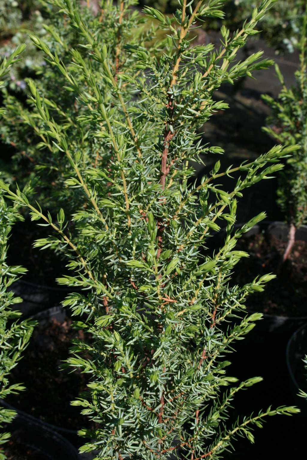 Jałowiec pospolity "Sentinel" / Juniperus communis "Sentinel"