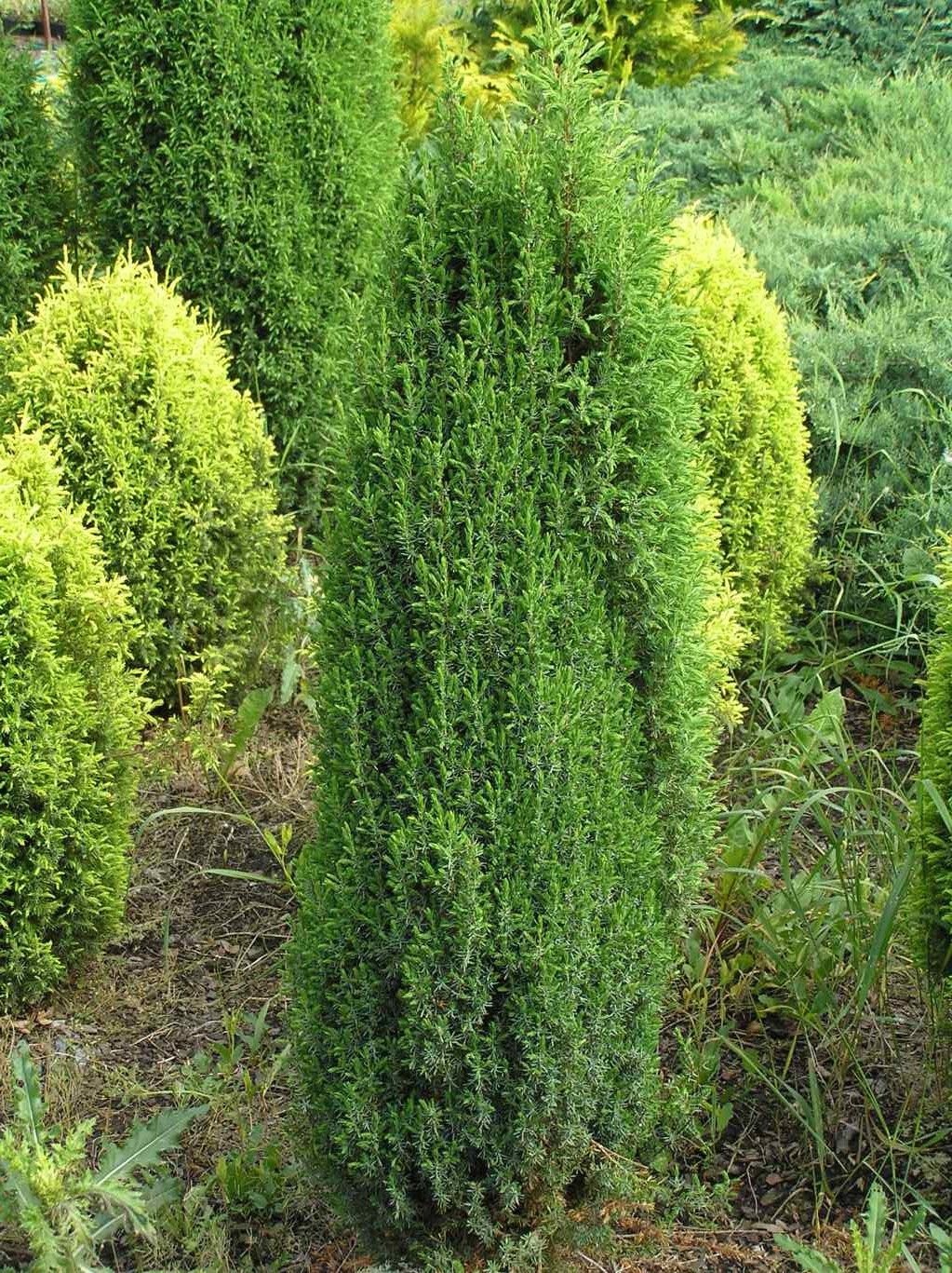 Jałowiec pospolity "Suecica" / Juniperus communis "Suecica"