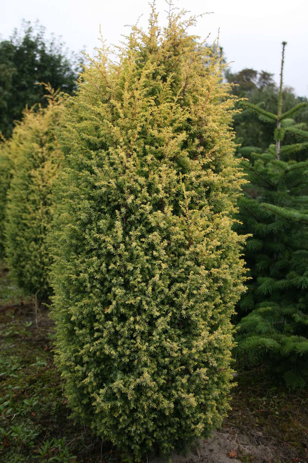 Jałowiec pospolity "Suecica Aurea" / Juniperus communis "Suecica Aurea"