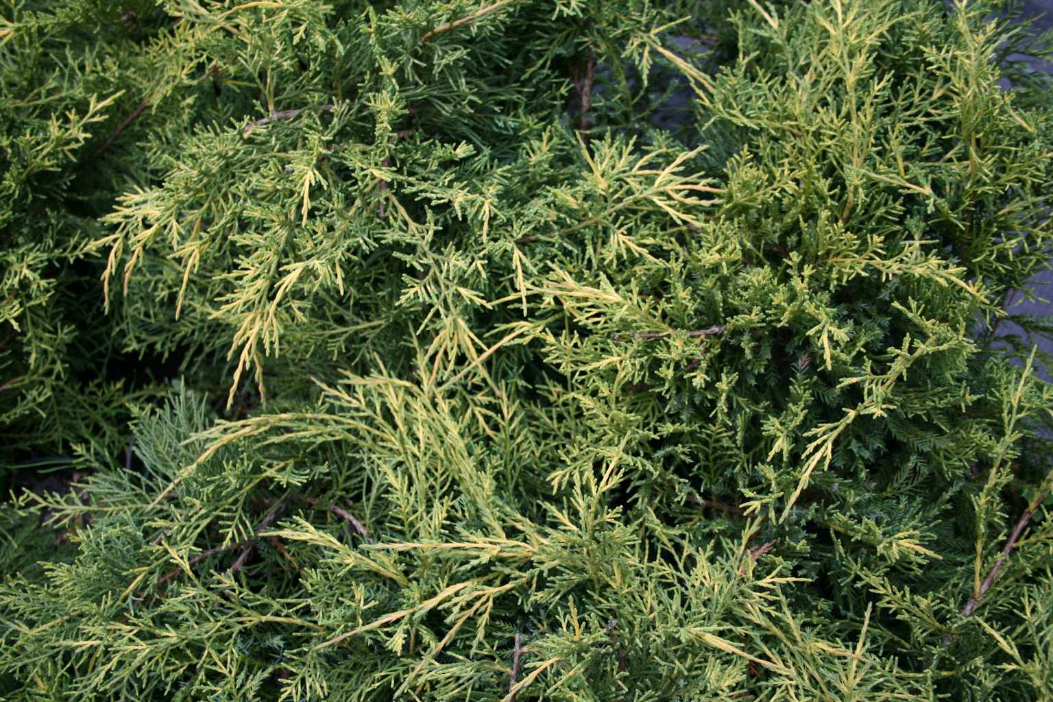 Jałowiec pośredni "Pfitzeriana Aurea" / Juniperus media "Pfitzeriana Aurea"