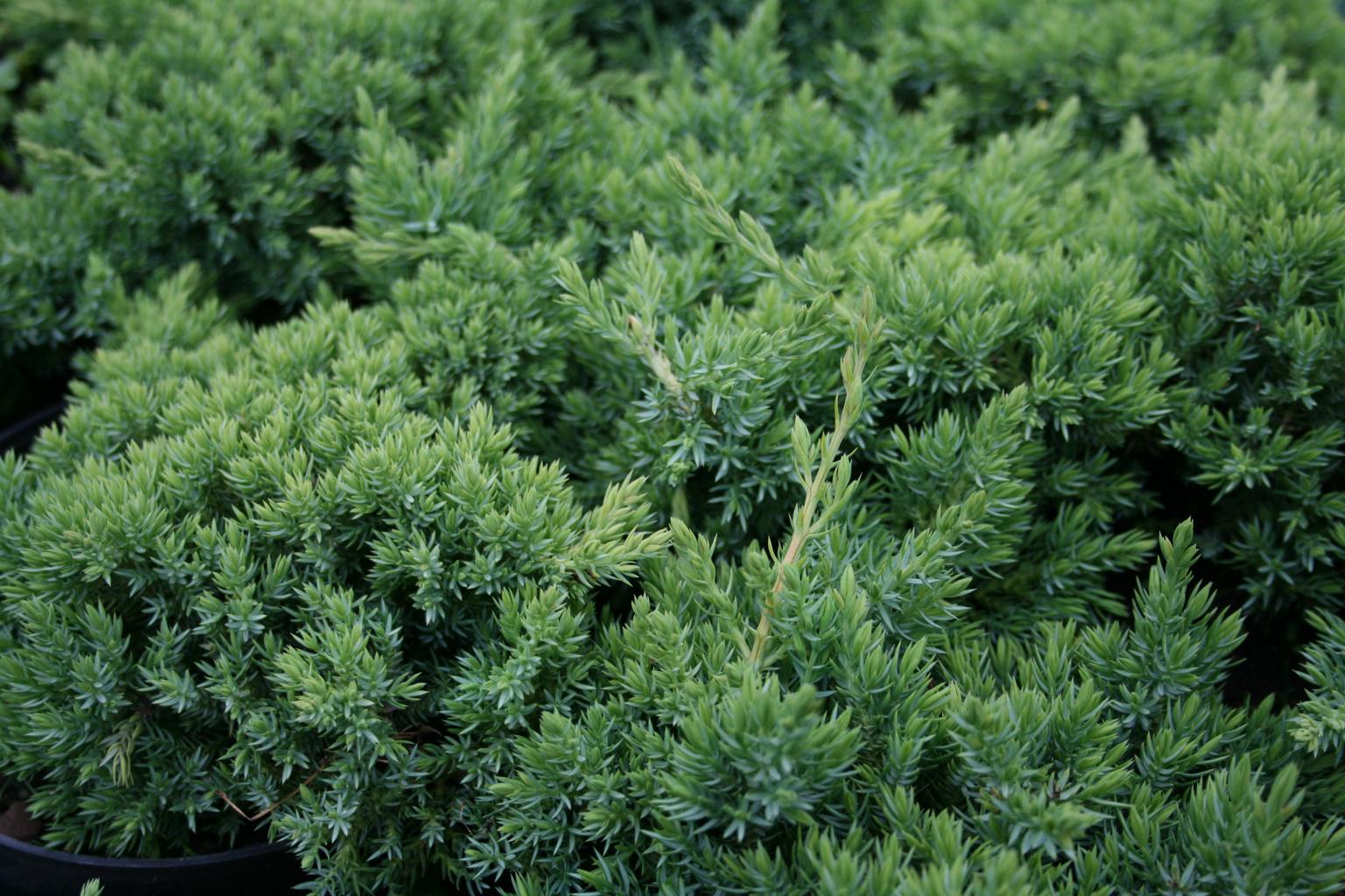 Jałowiec rozesłany "Nana" / Juniperus procumbens "Nana"