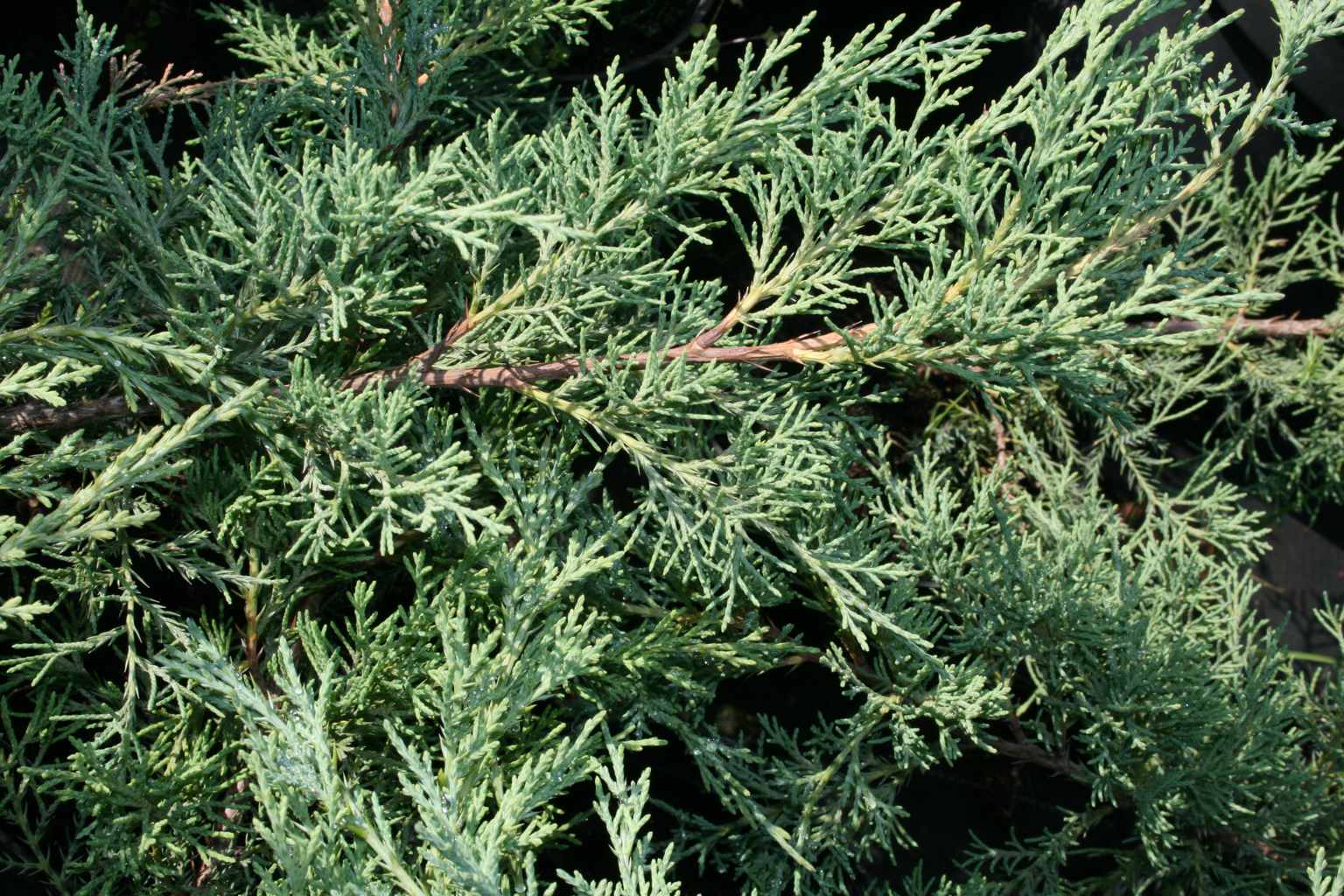Jałowiec sabiński "Blaue Donau" / Juniperus sabina "Blaue Donau"
