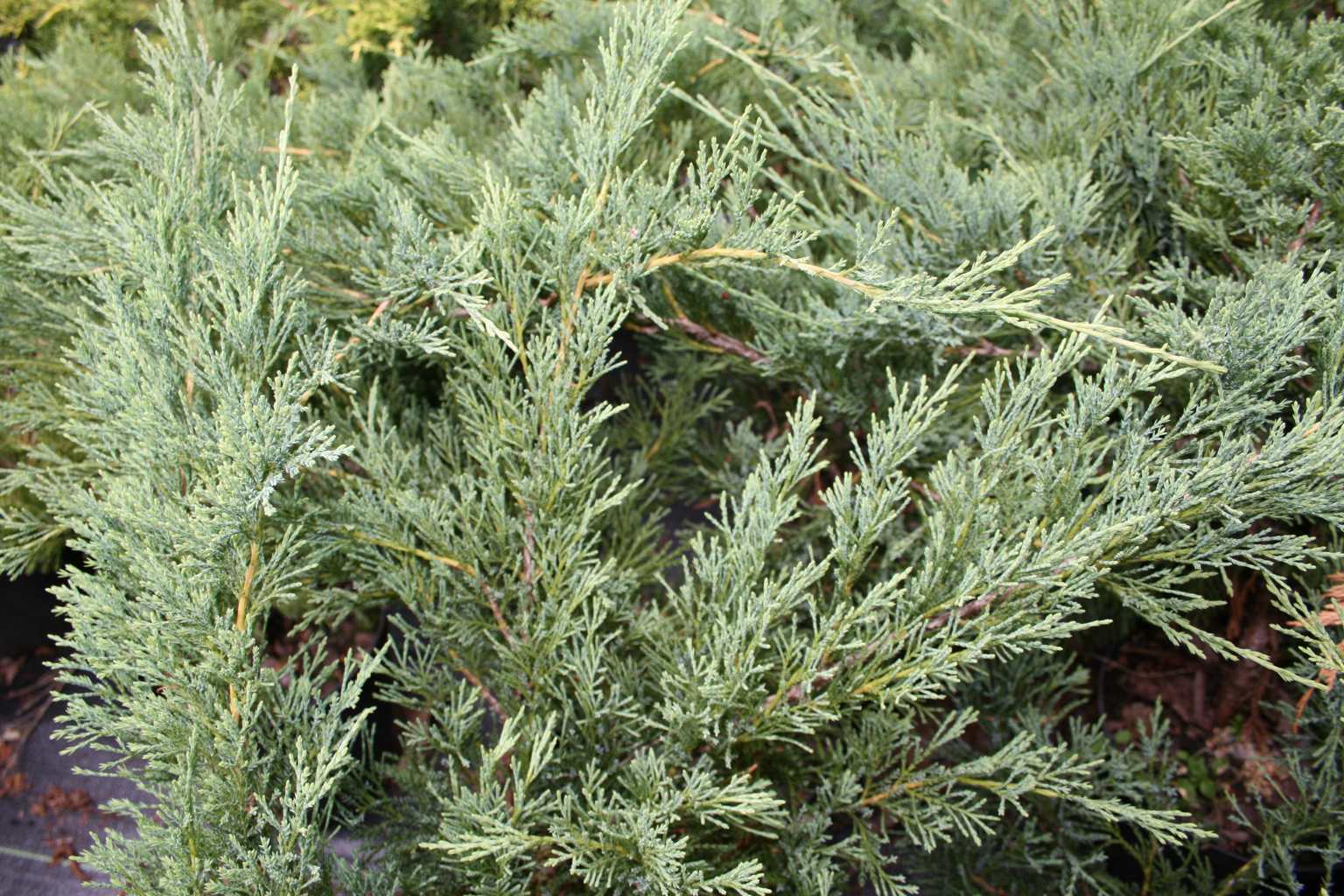 Jałowiec sabiński "Glauca" / Juniperus sabina "Glauca"