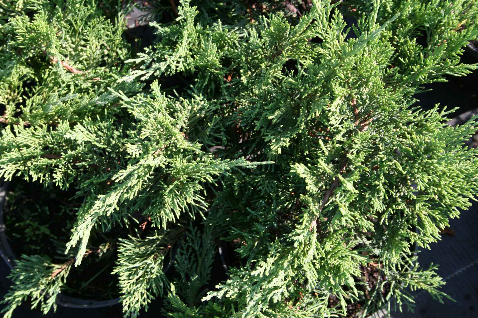 Jałowiec sabiński "Tamariscifolia" / Juniperus sabina "Tamariscifolia"