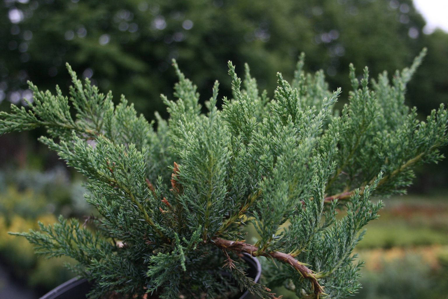 Jałowiec sabiński "Tamariscifolia" / Juniperus sabina "Tamariscifolia"