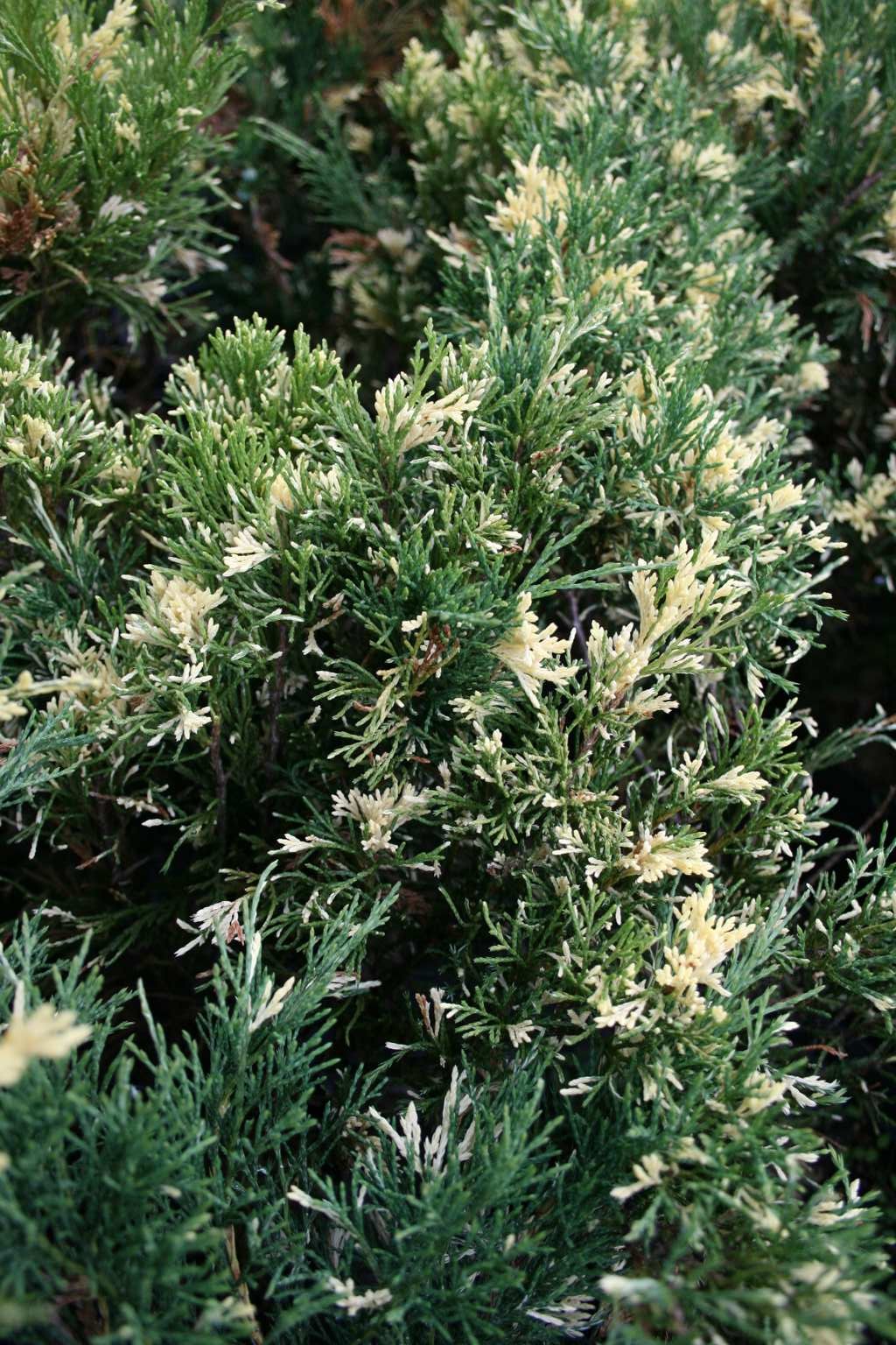 Jałowiec sabiński "Variegata" / Juniperus sabina "Variegata"