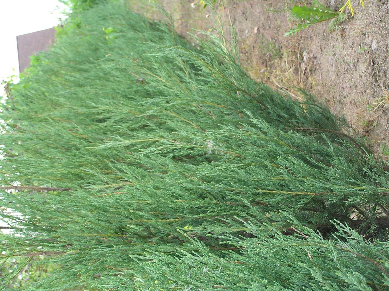 Jałowiec skalny "Skyrocket" / Juniperus scopulorum "Skyrocket"