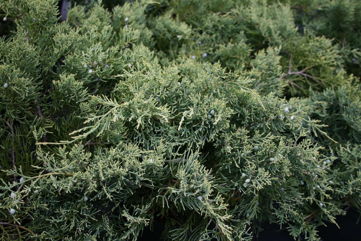 Jałowiec wirginijski "Golden Spring" / Juniperus virginiana "Golden Spring"