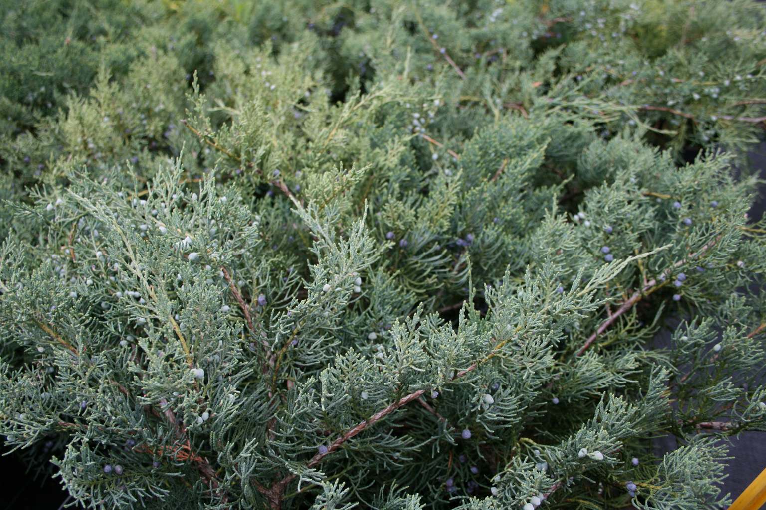 Jałowiec wirginijski "Grey Owl" / Juniperus virginiana "Grey Owl"