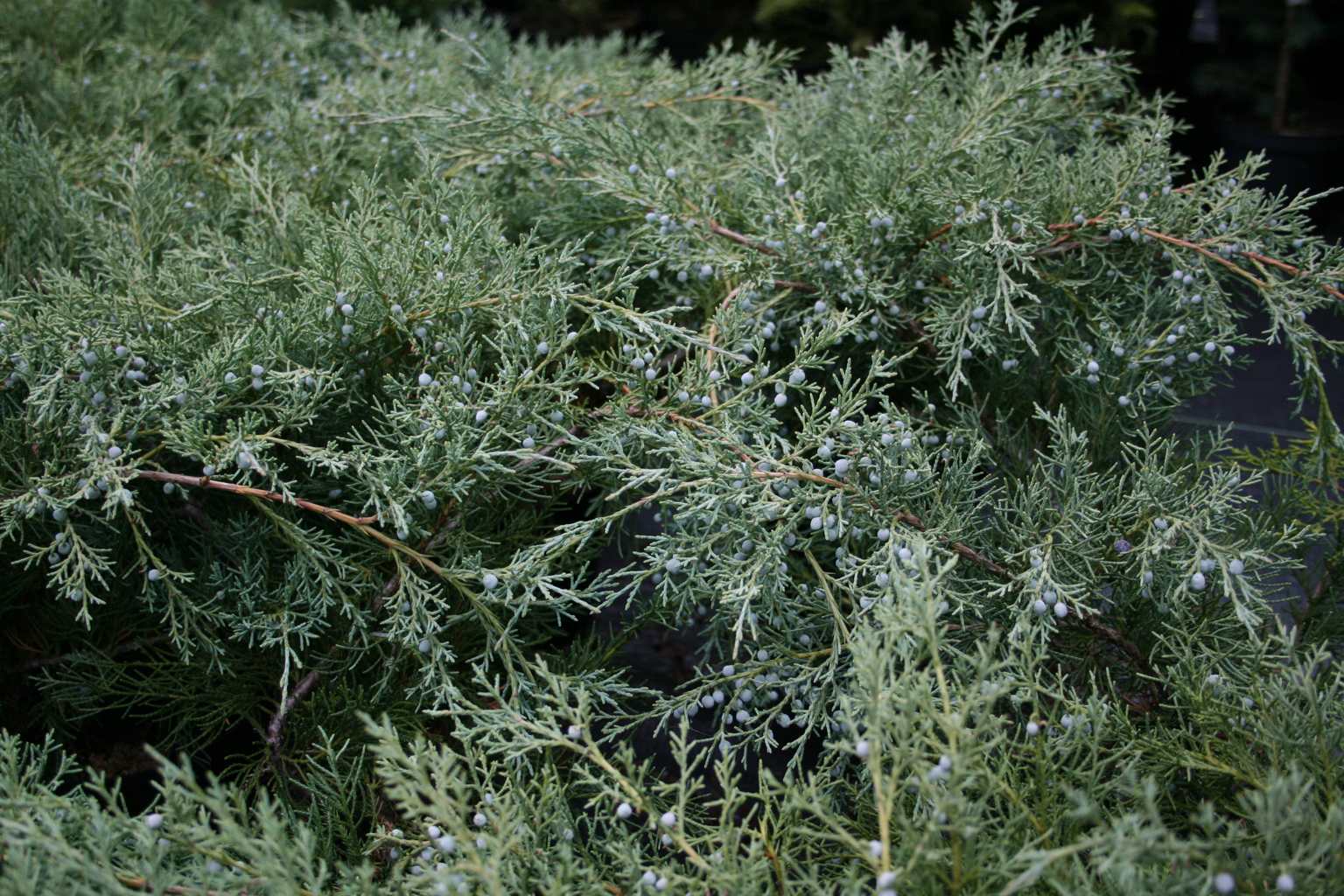 Jałowiec wirginijski "Hetz" / Juniperus virginiana "Hetz"