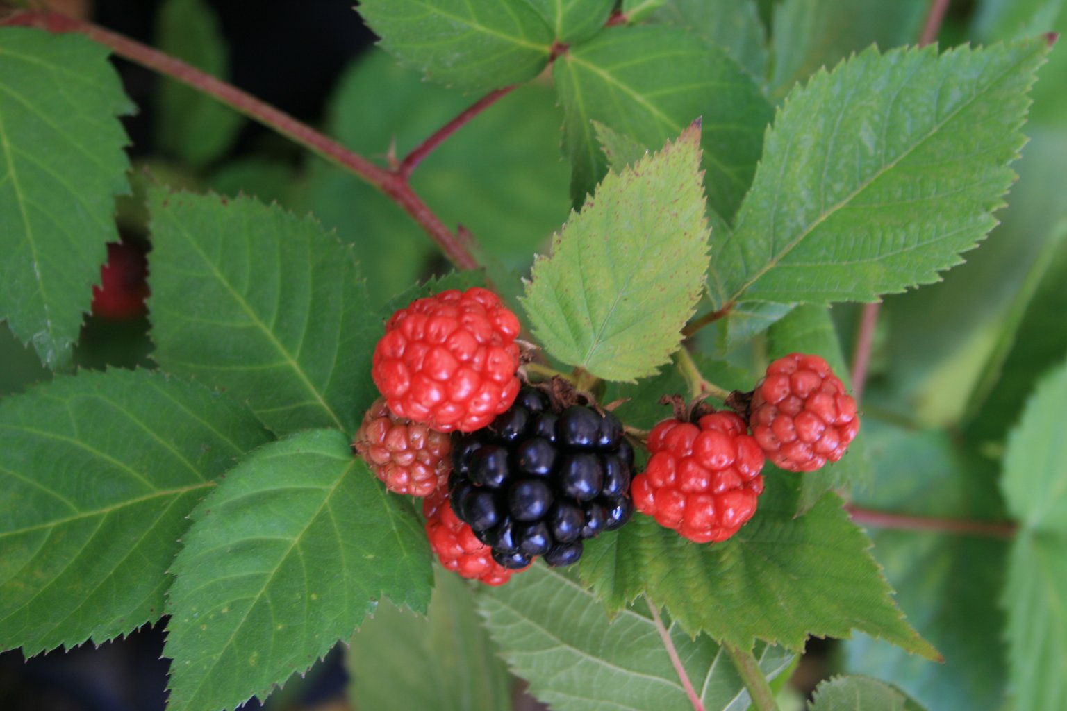 Jeżyna bezkolcowa "Black Satin" / Rubus fruticosus "Black Satin"