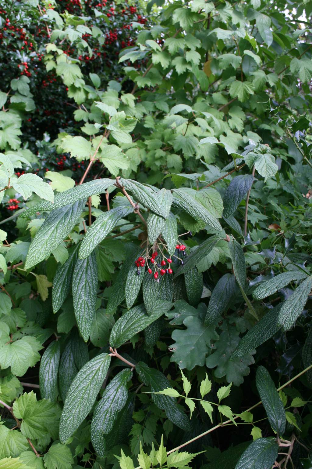 Kalina sztywnolistna / Viburnum rhytidophyllum