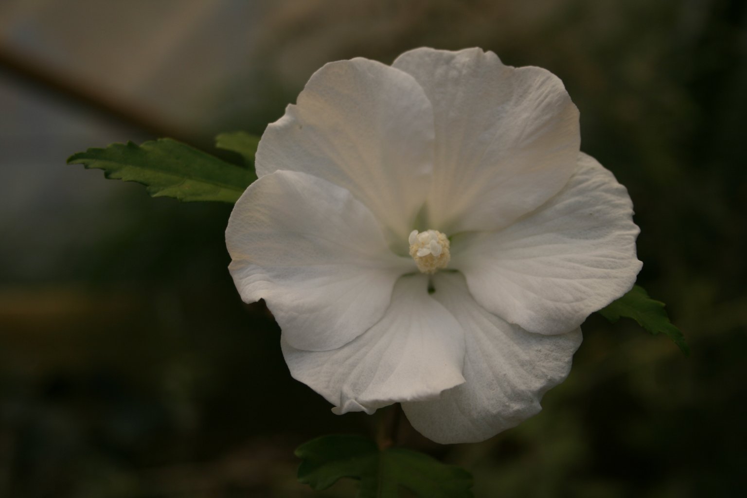 Ketmia syryjska biała / Hibiscus syriacus