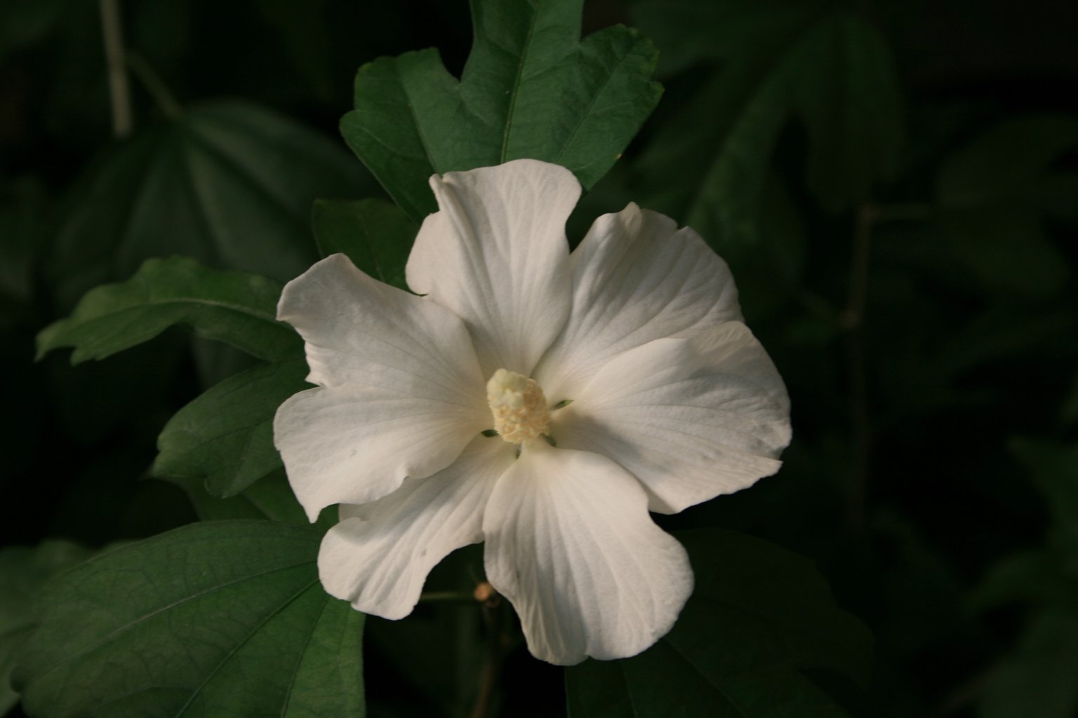 Ketmia syryjska biała / Hibiscus syriacus