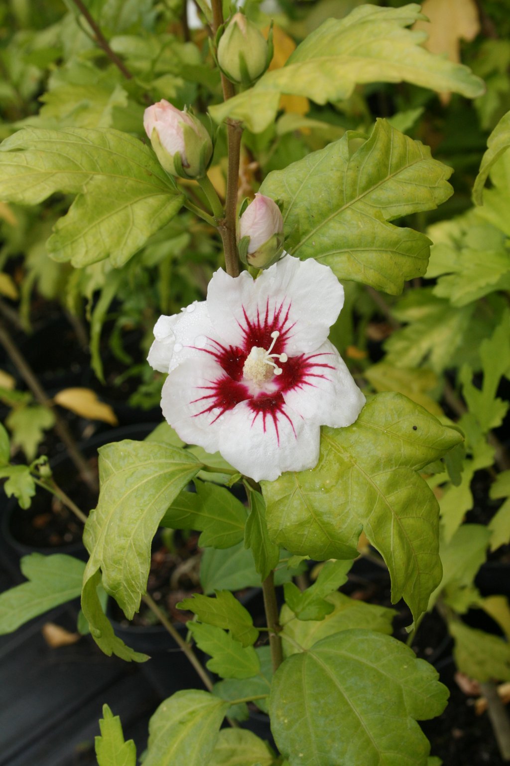 Ketmia syryjska "Red Heart" / Hibiscus syriacus "Red Heart"