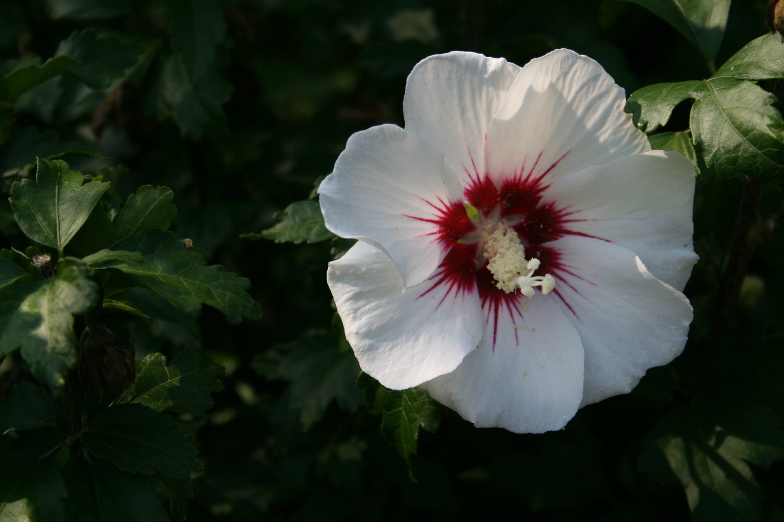 Ketmia syryjska "Red Heart" / Hibiscus syriacus "Red Heart"