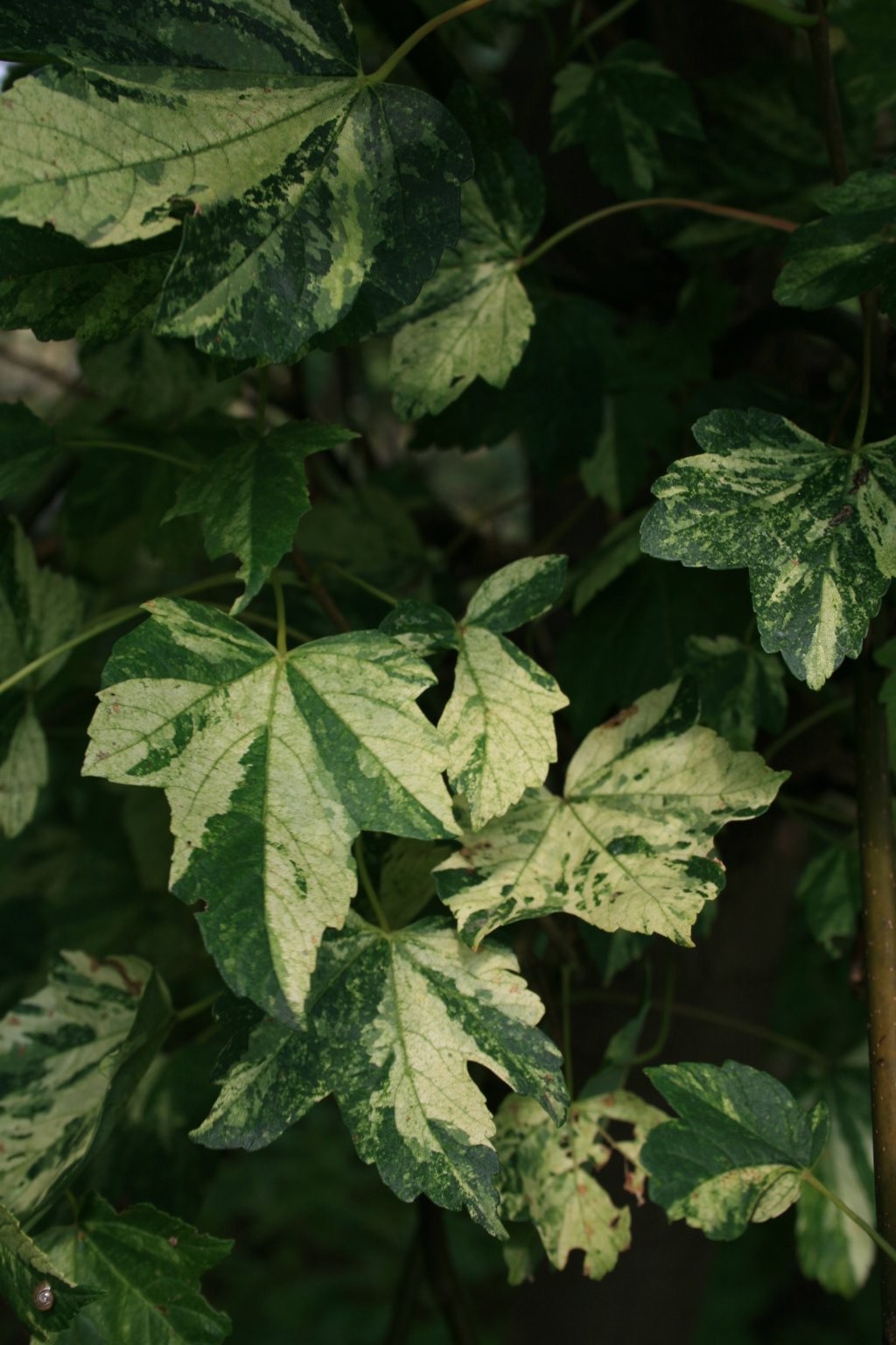 Klon jawor "Leopoldii" / Acer pseudoplatanus "Leopoldii"