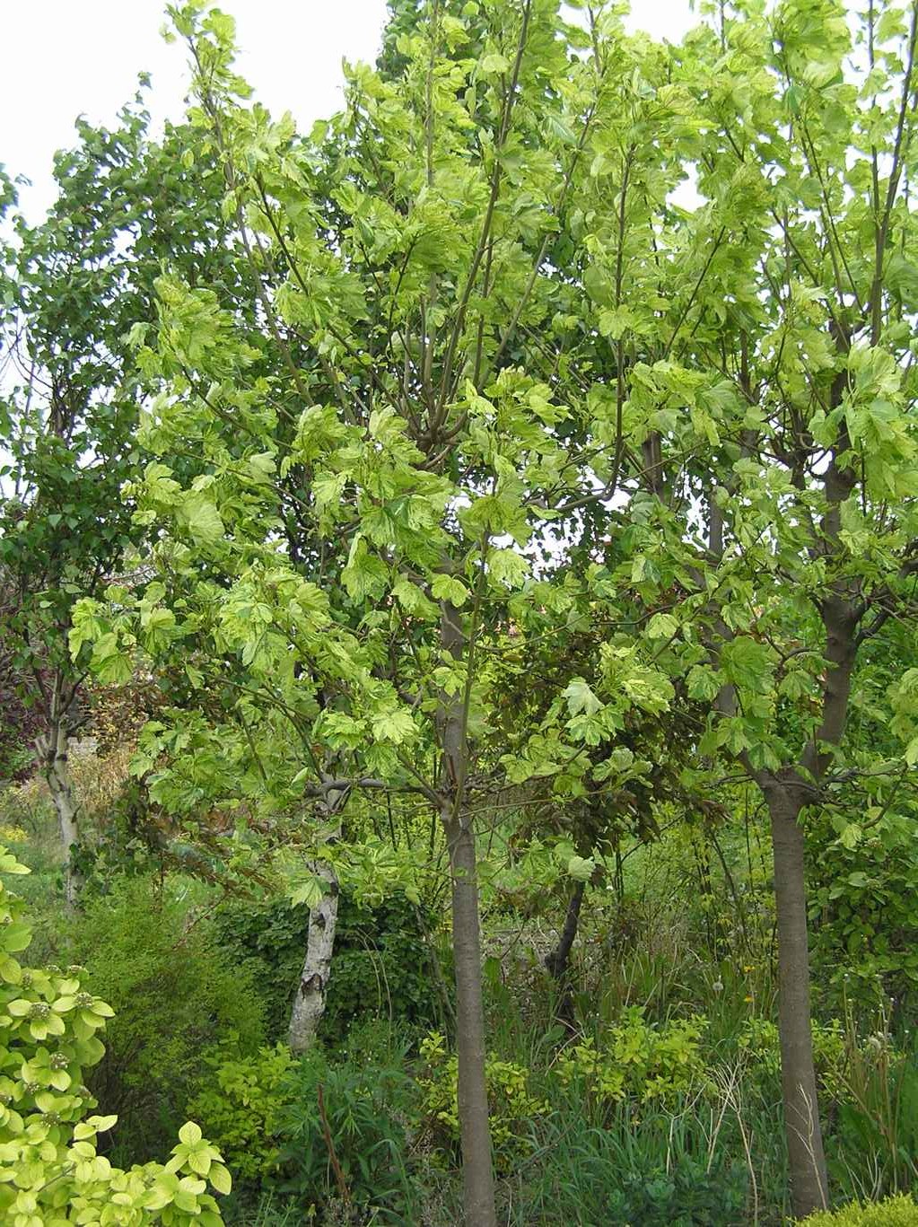 Klon jawor "Leopoldii" / Acer pseudoplatanus "Leopoldii"