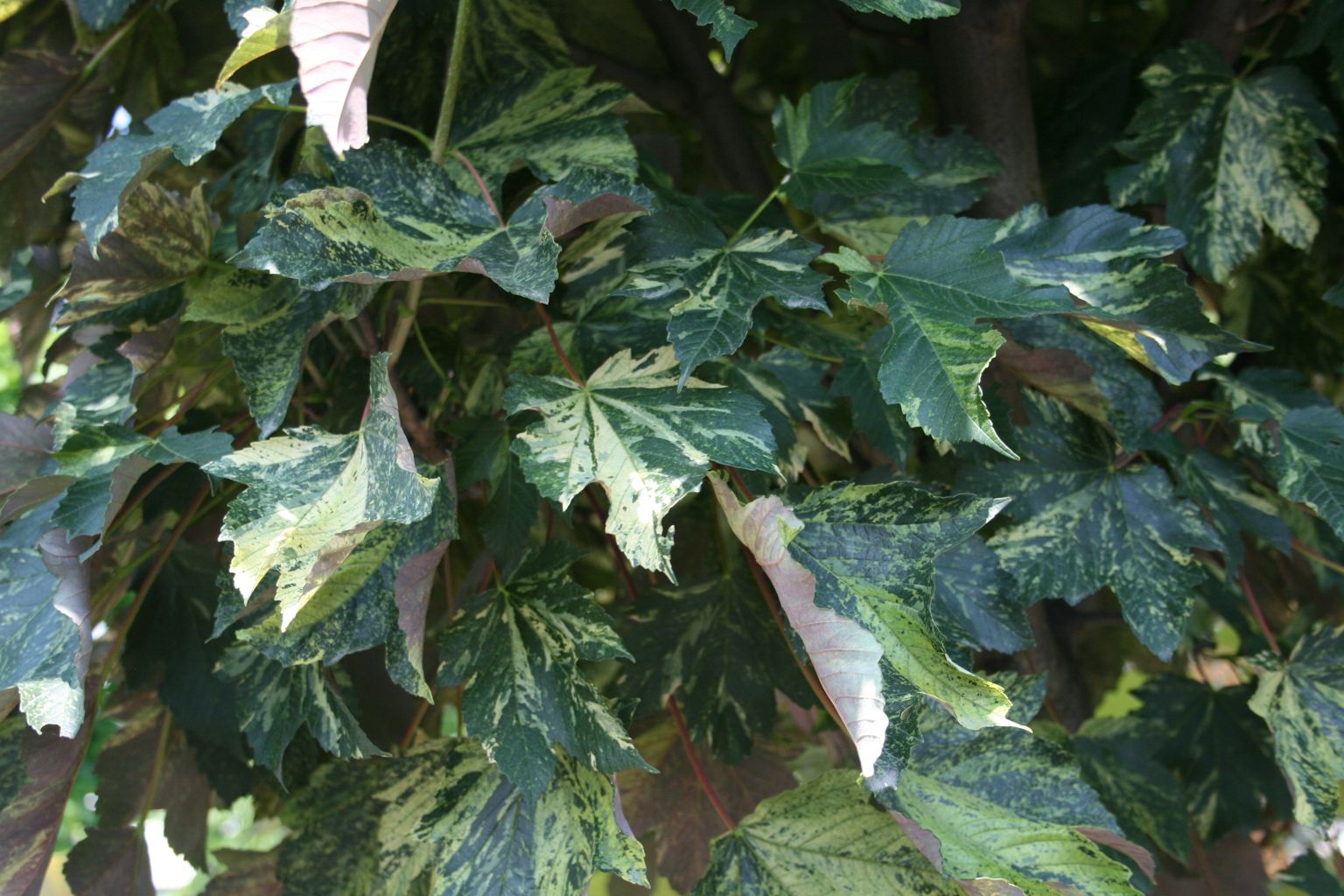Klon jawor "Nizetti" / Acer pseudoplatanus "Nizetti"