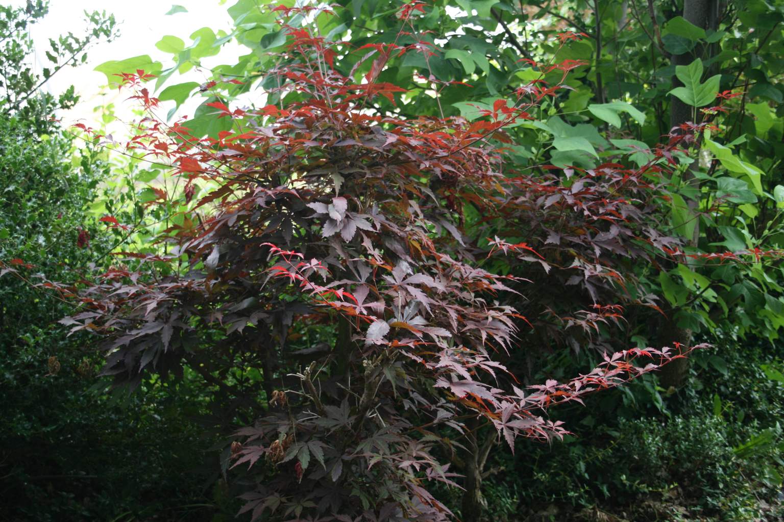 Klon palmowy "Atropurpureum" / Acer palmatum "Atropurpureum"