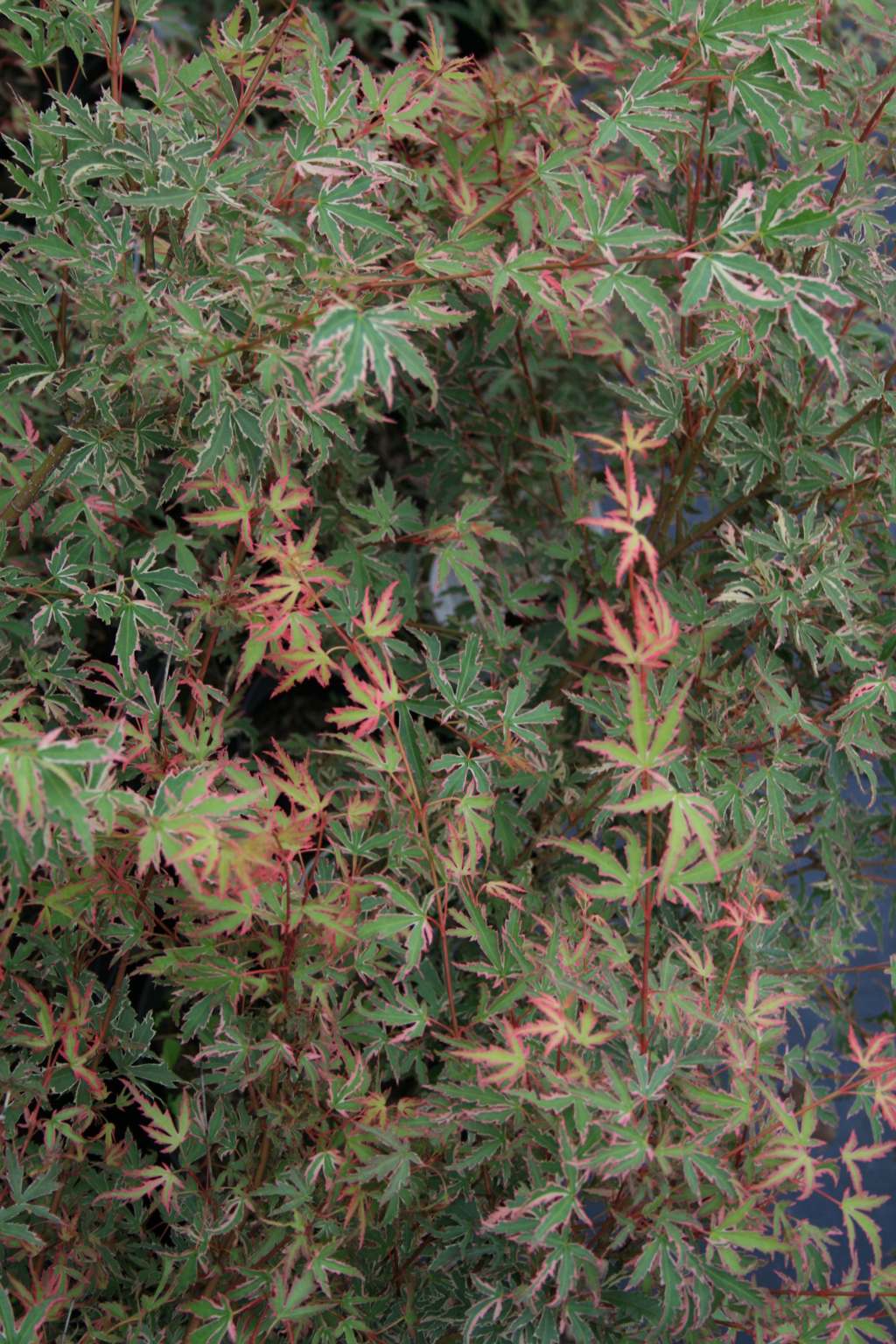 Klon palmowy "Batterflay" / Acer palmatum "Batterflay"