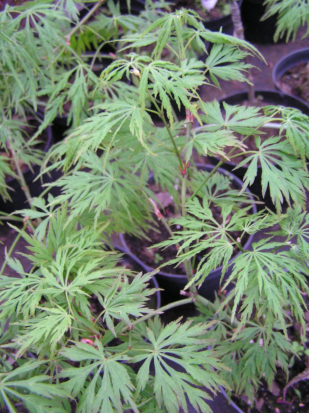 Klon palmowy "Dissectum" / Acer palmatum "Dissectum"