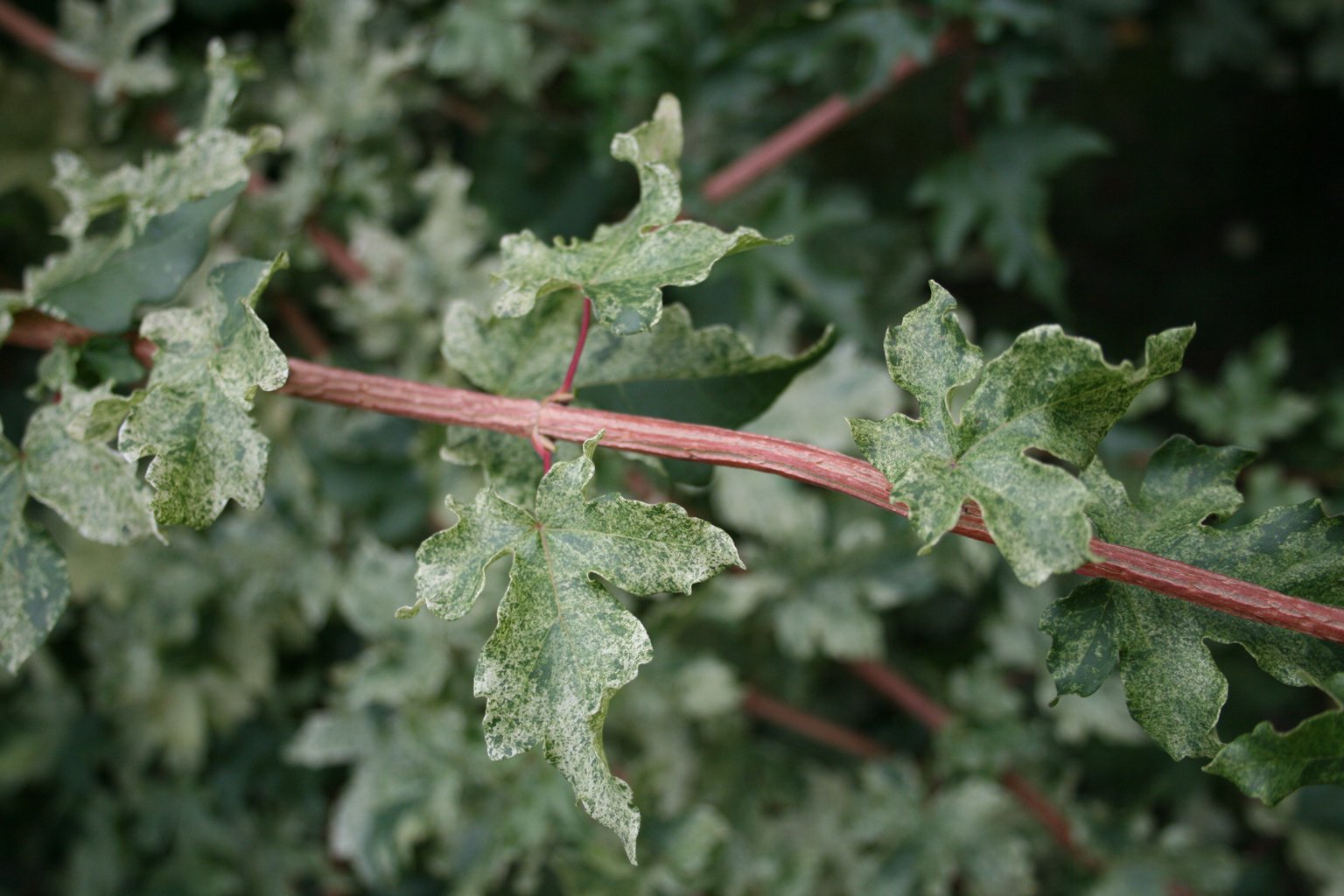 Klon polny "Pulverulentum" / Acer campestre "Pulverulentum"