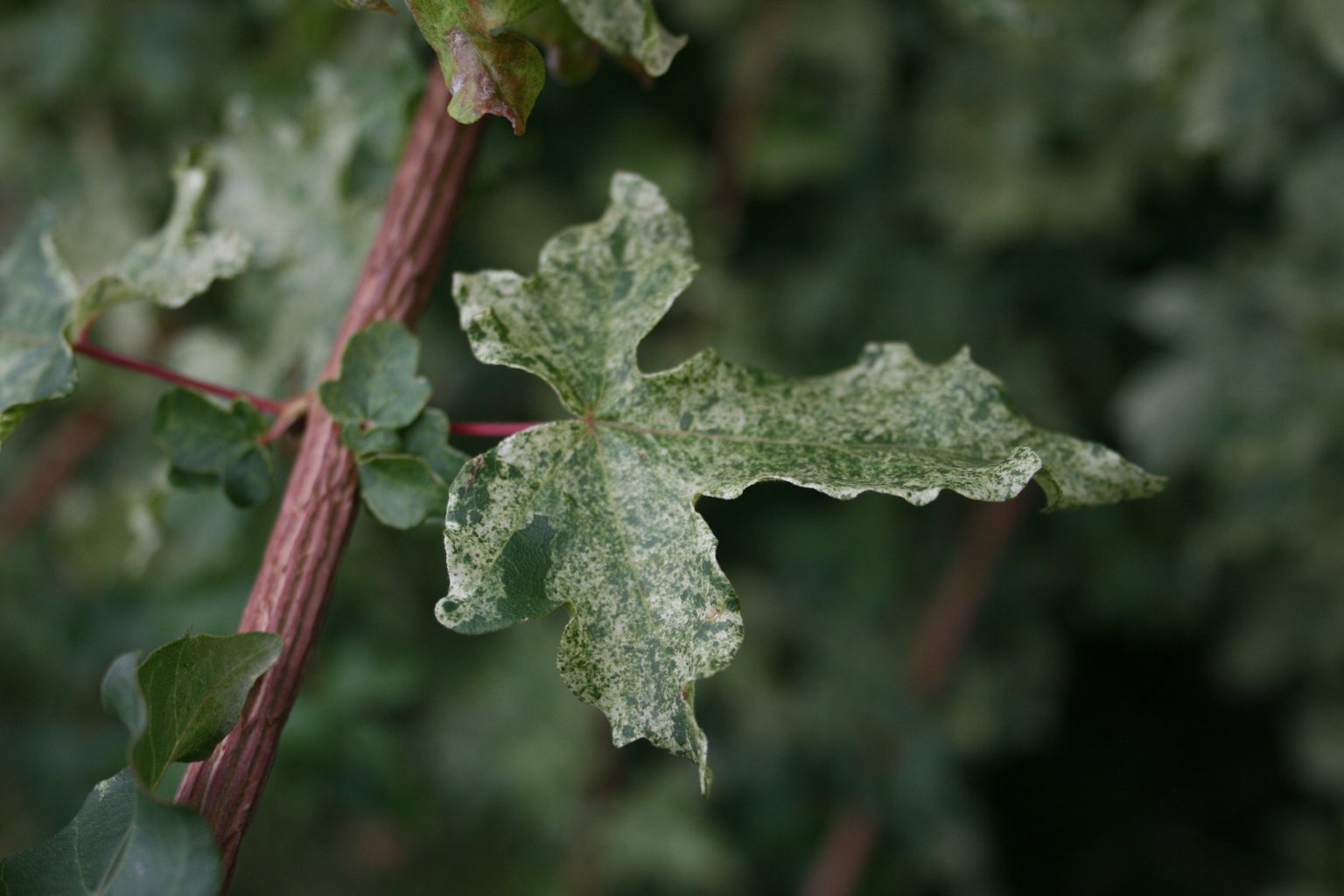Klon polny "Pulverulentum" / Acer campestre "Pulverulentum"