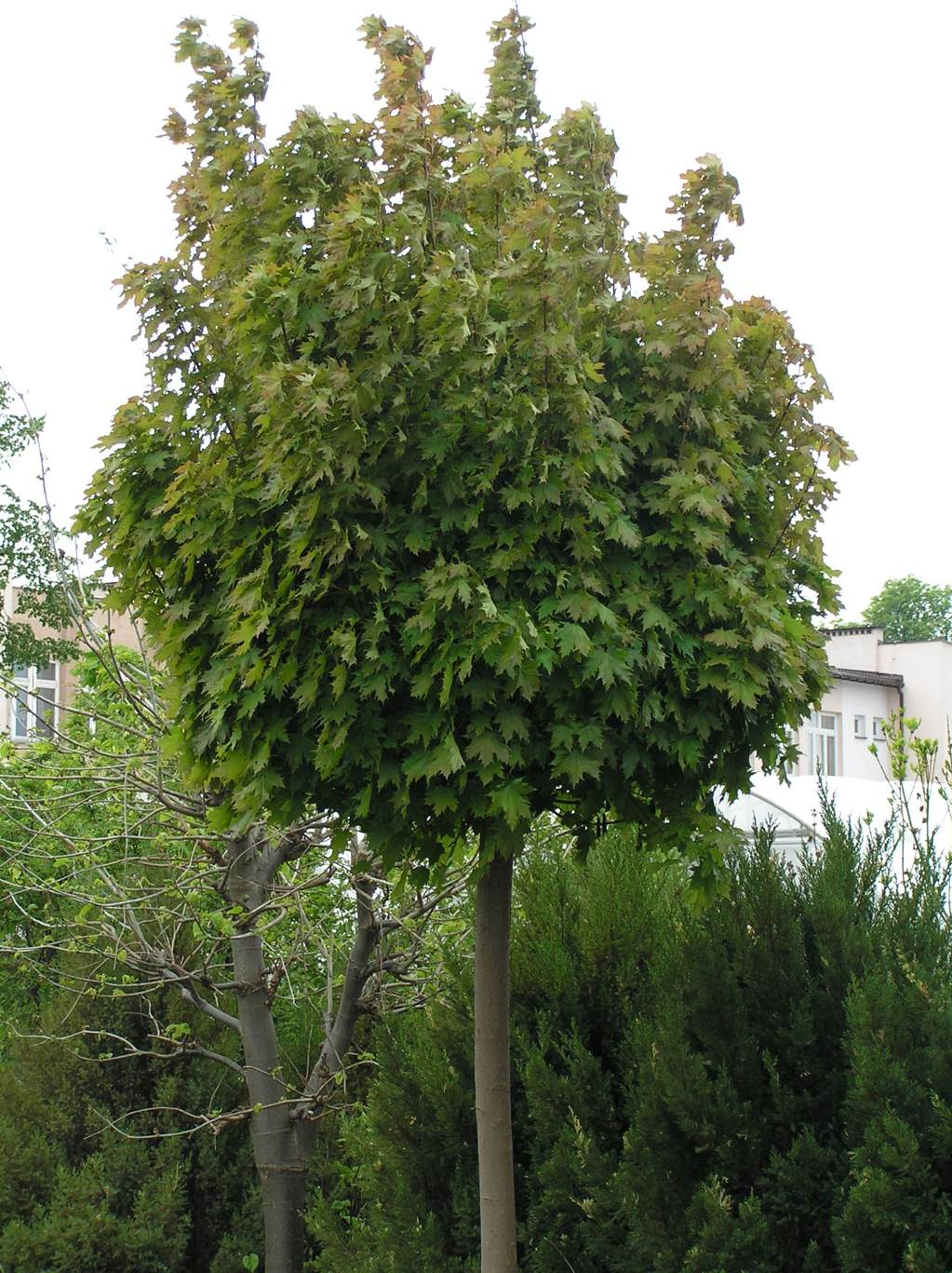 Klon zwyczajny "Globosum" / Acer platanoides "Globosum"