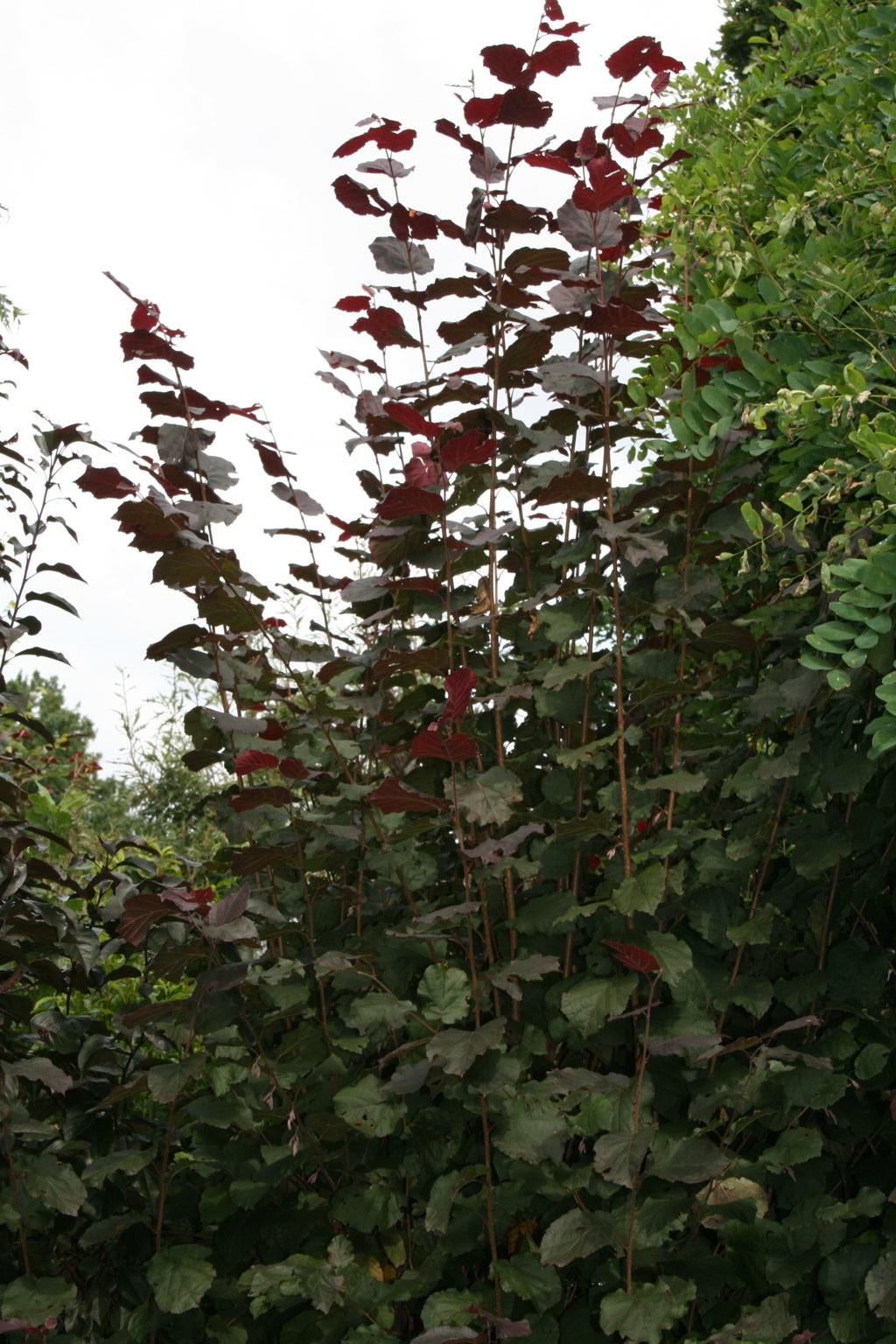 Leszczyna południowa "Purpurea" / Corylus maxima "Purpurea"