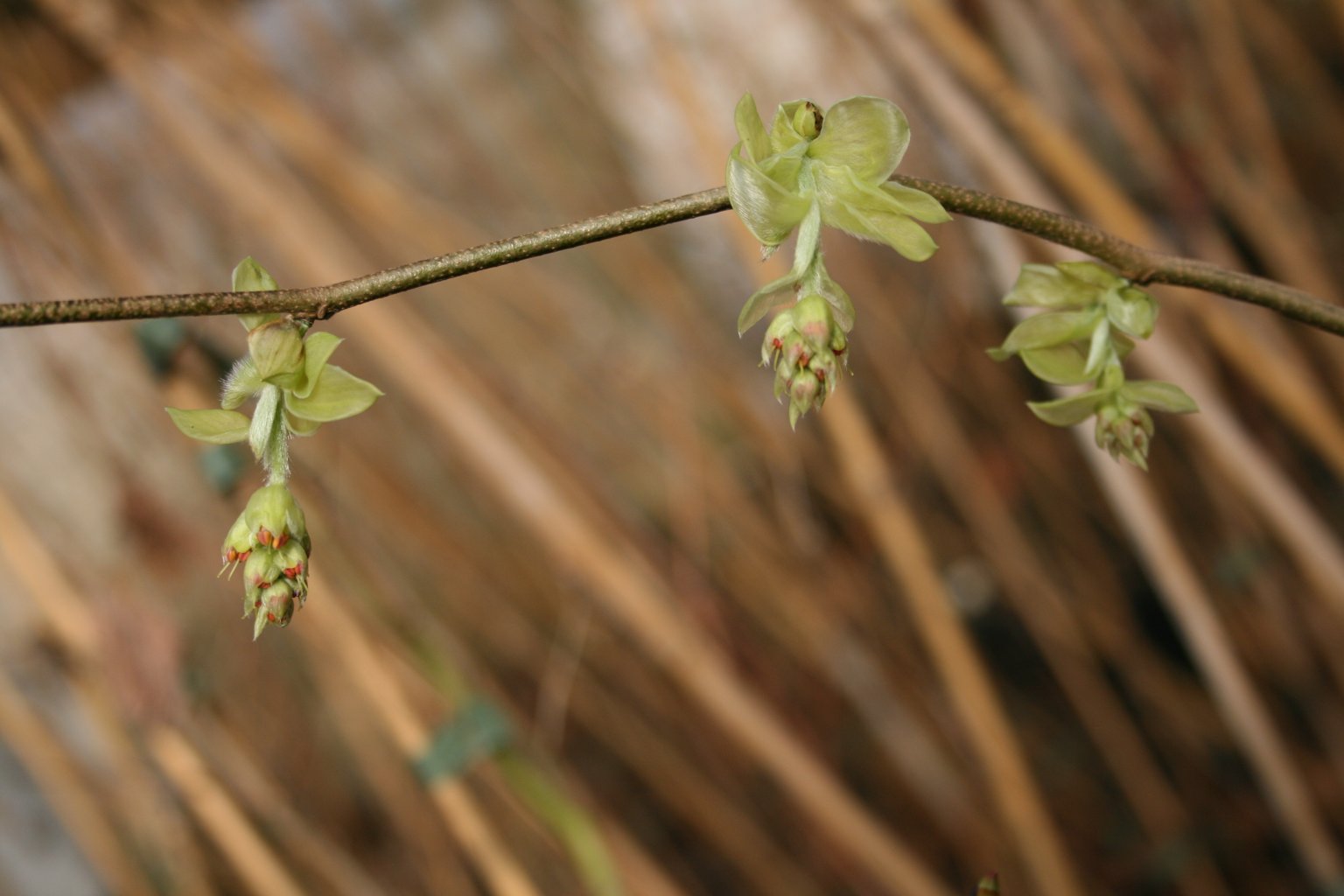 Leszczynowiec kłosowaty / Corylopsis spicata