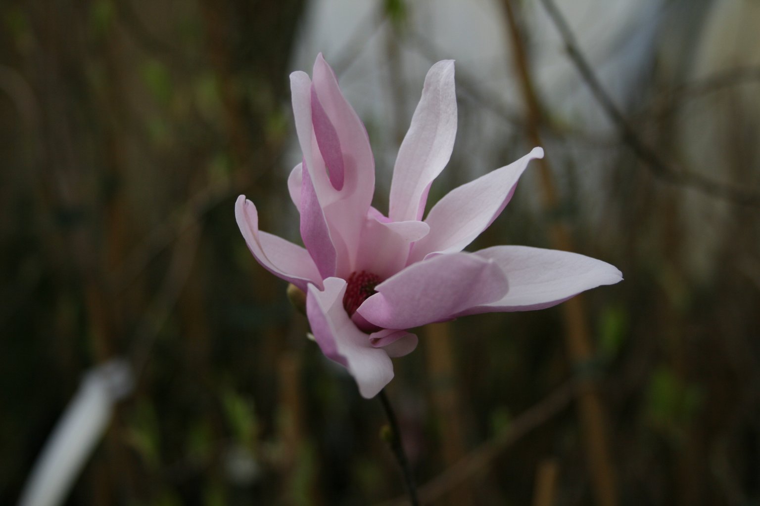 Magnolia Suolange`a / Magnolia soulangeana