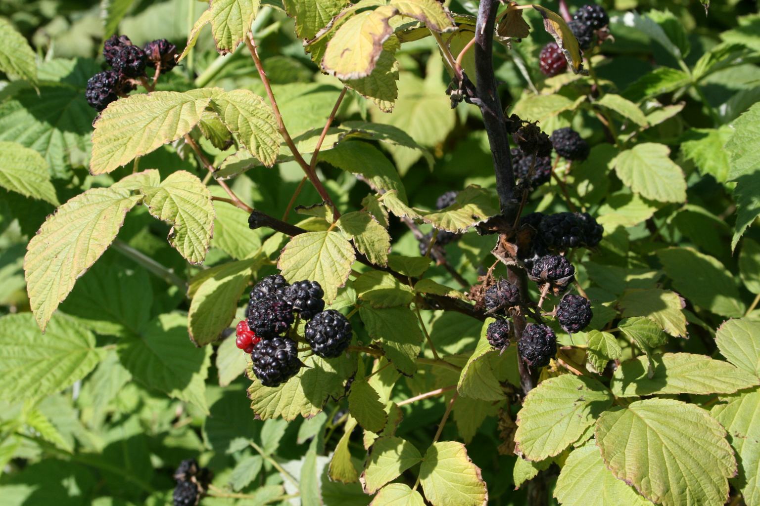 Malina czarna "Bristol" / Rubus occidentalis "Bristol"