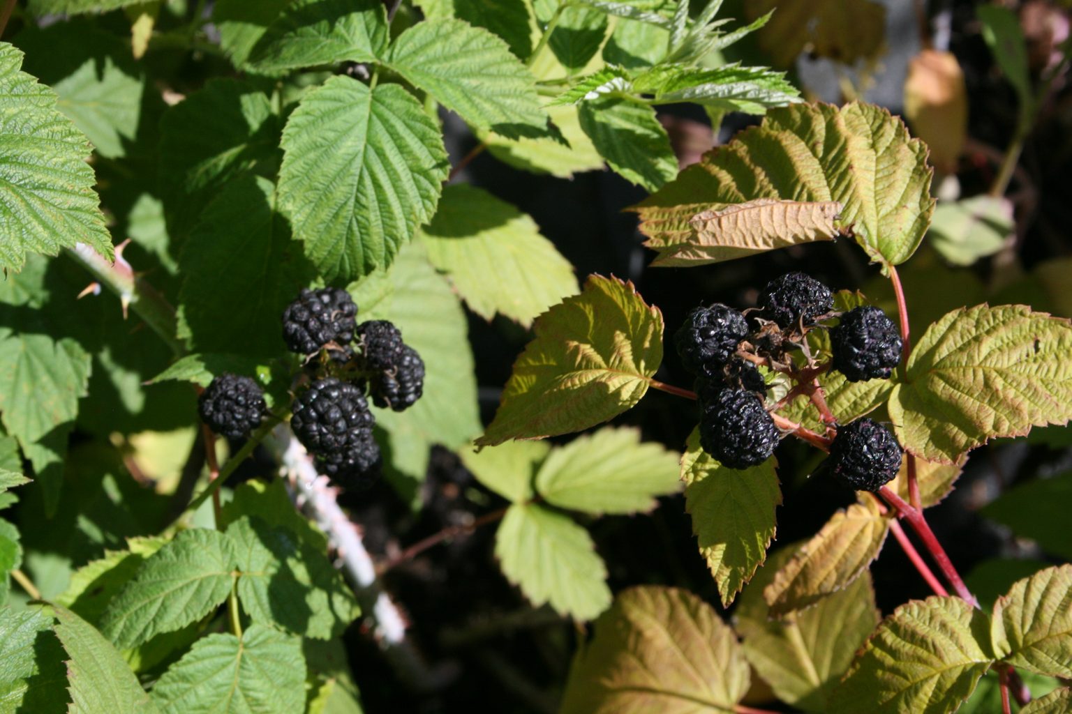 Malina czarna "Bristol" / Rubus occidentalis "Bristol"