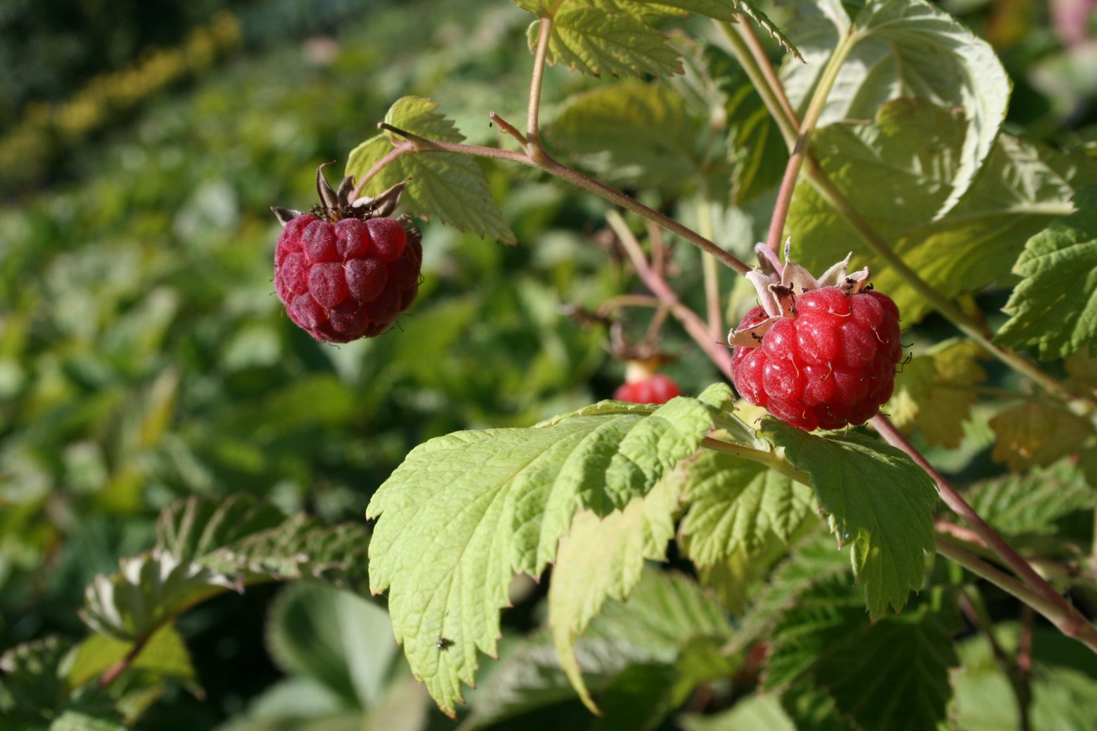 Malina "Glen Ample" / Rubus idaeus "Glen Ample"