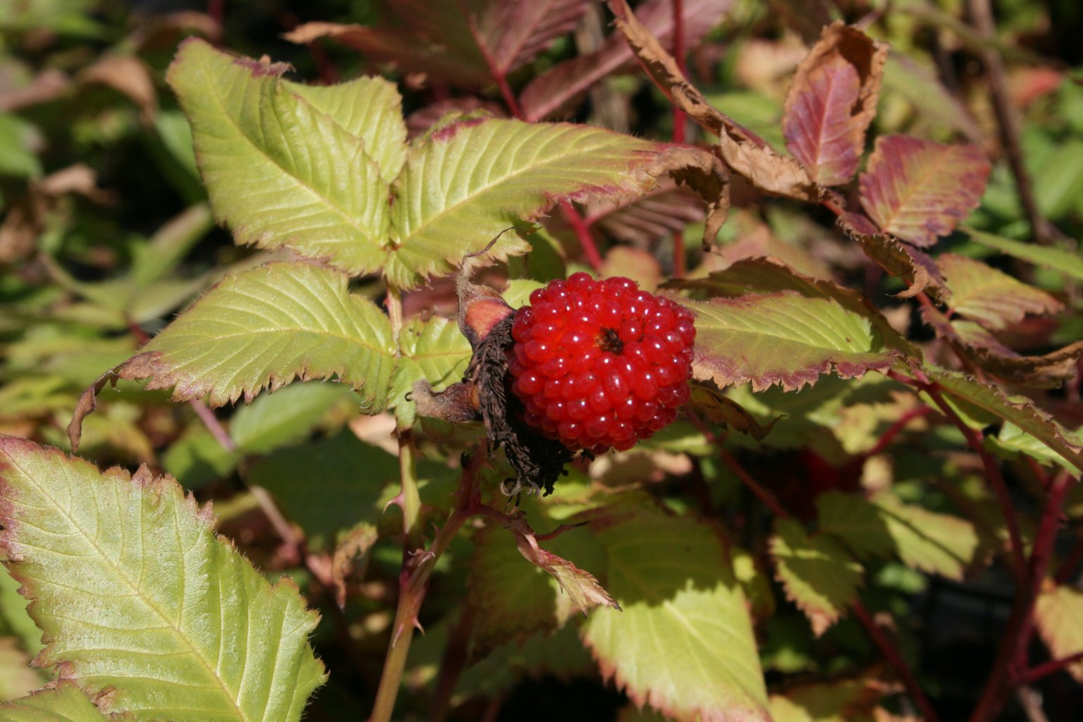 Malinotruskawka / Rubus illecebrosus