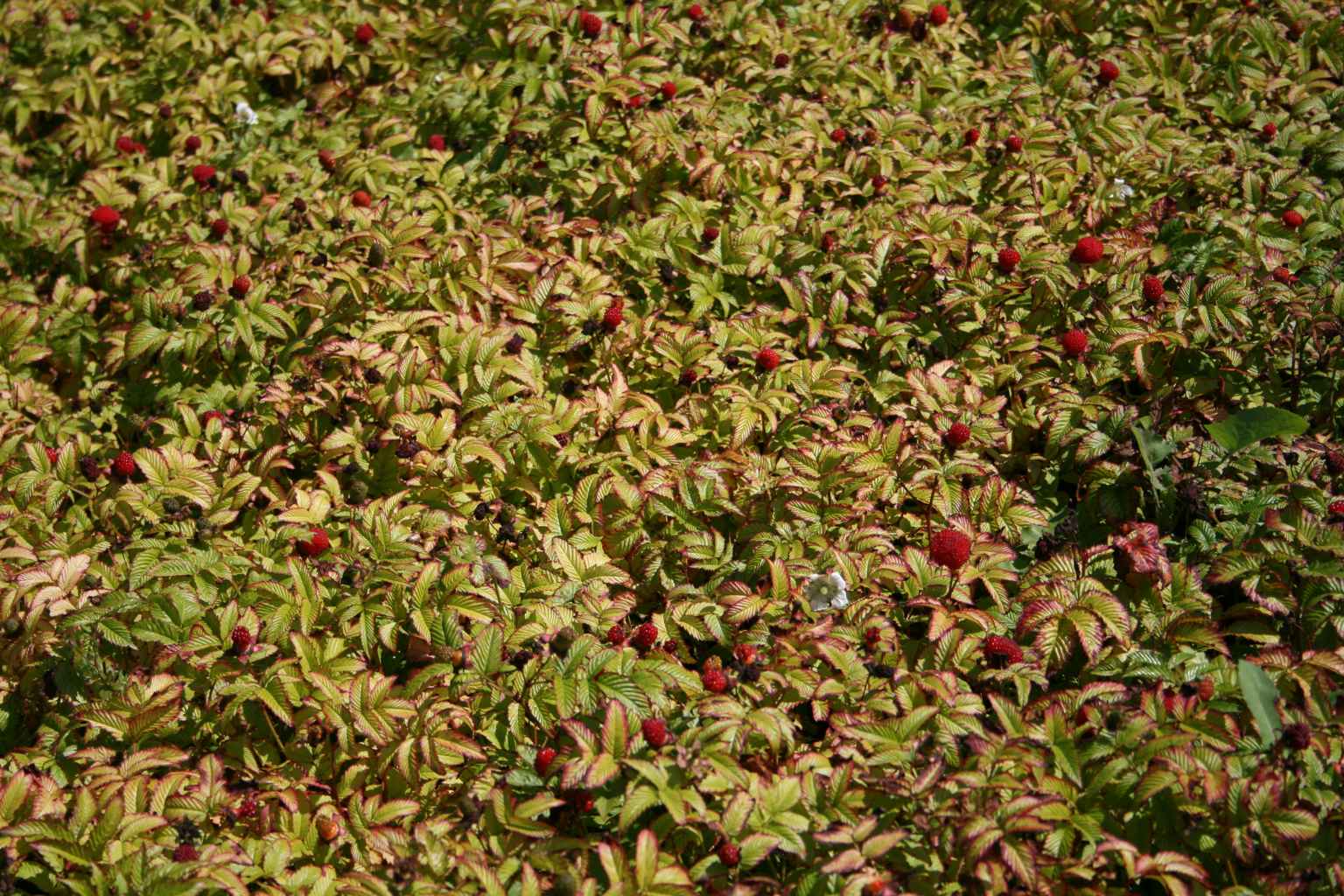 Malinotruskawka / Rubus illecebrosus