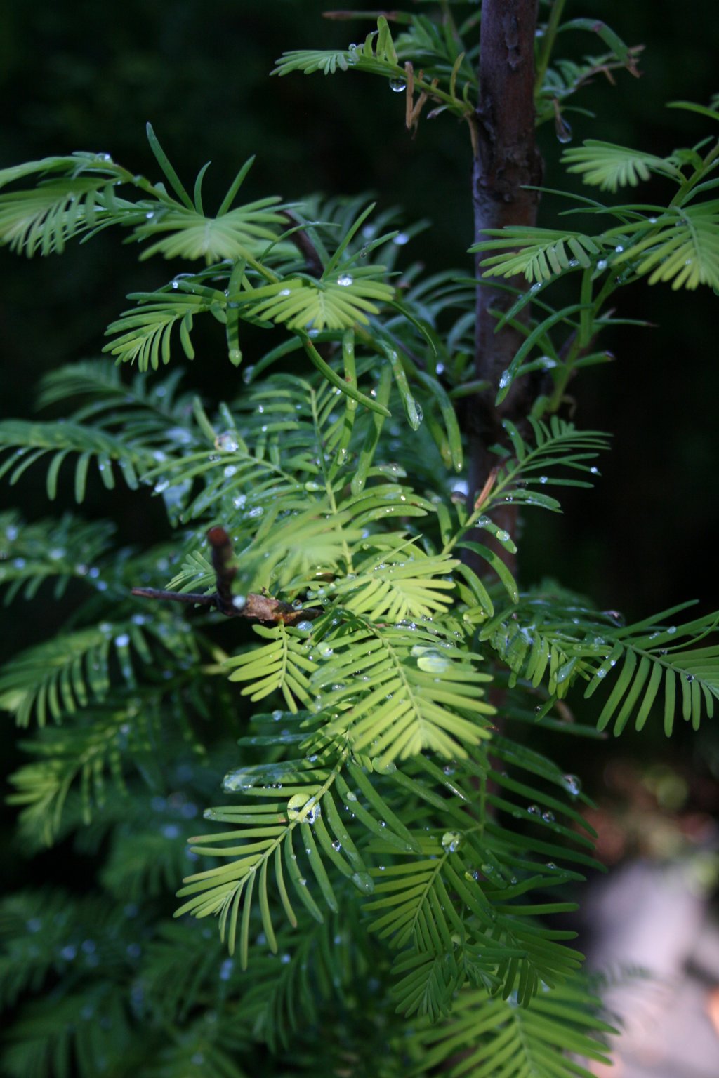 Metasekwoja chińska / Metasequoia glyptostroboides