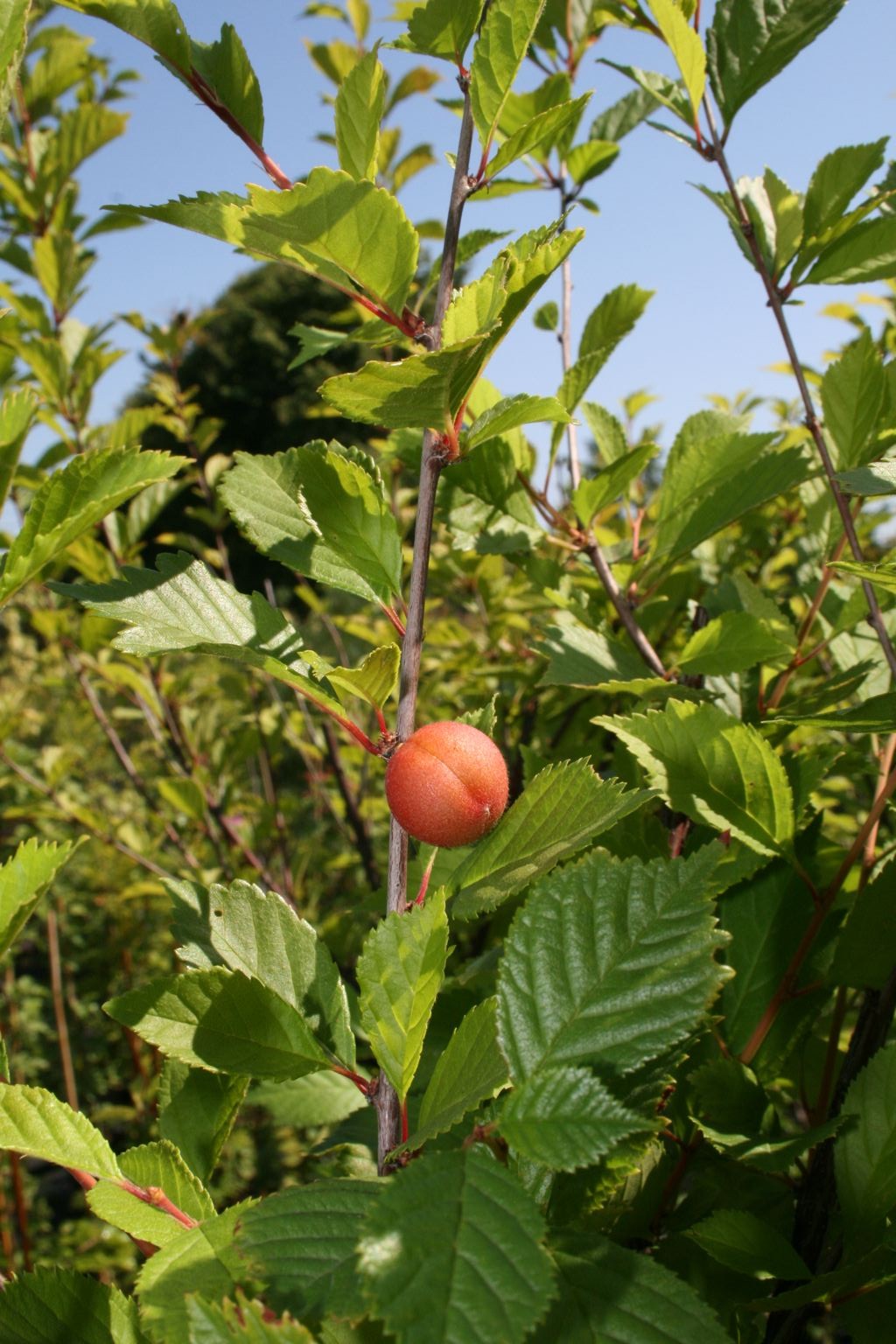 Migdałek trójklapowy / Prunus triloba